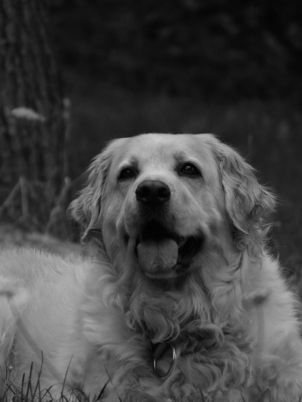 B&W Labrador