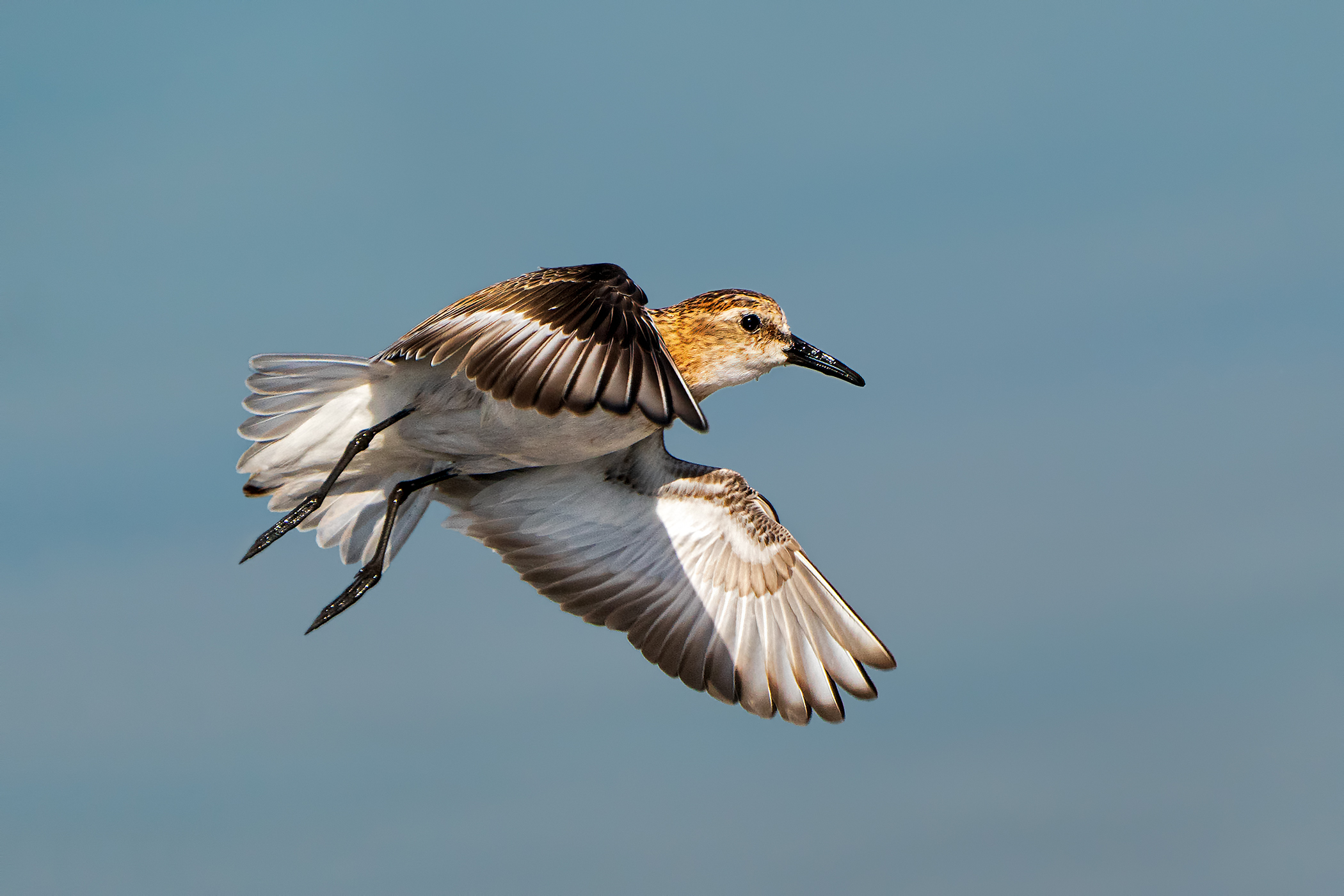 Lo stacco del gambecchio