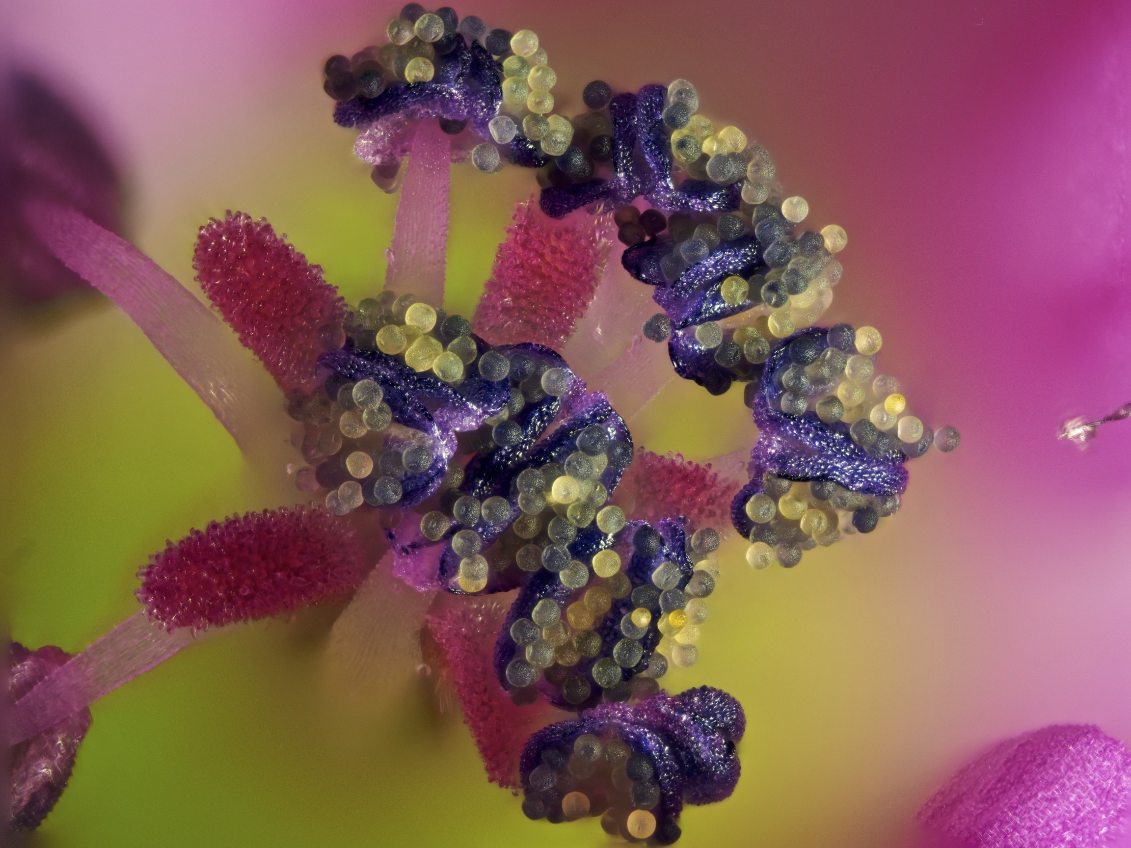 Antere e polline geranium molle