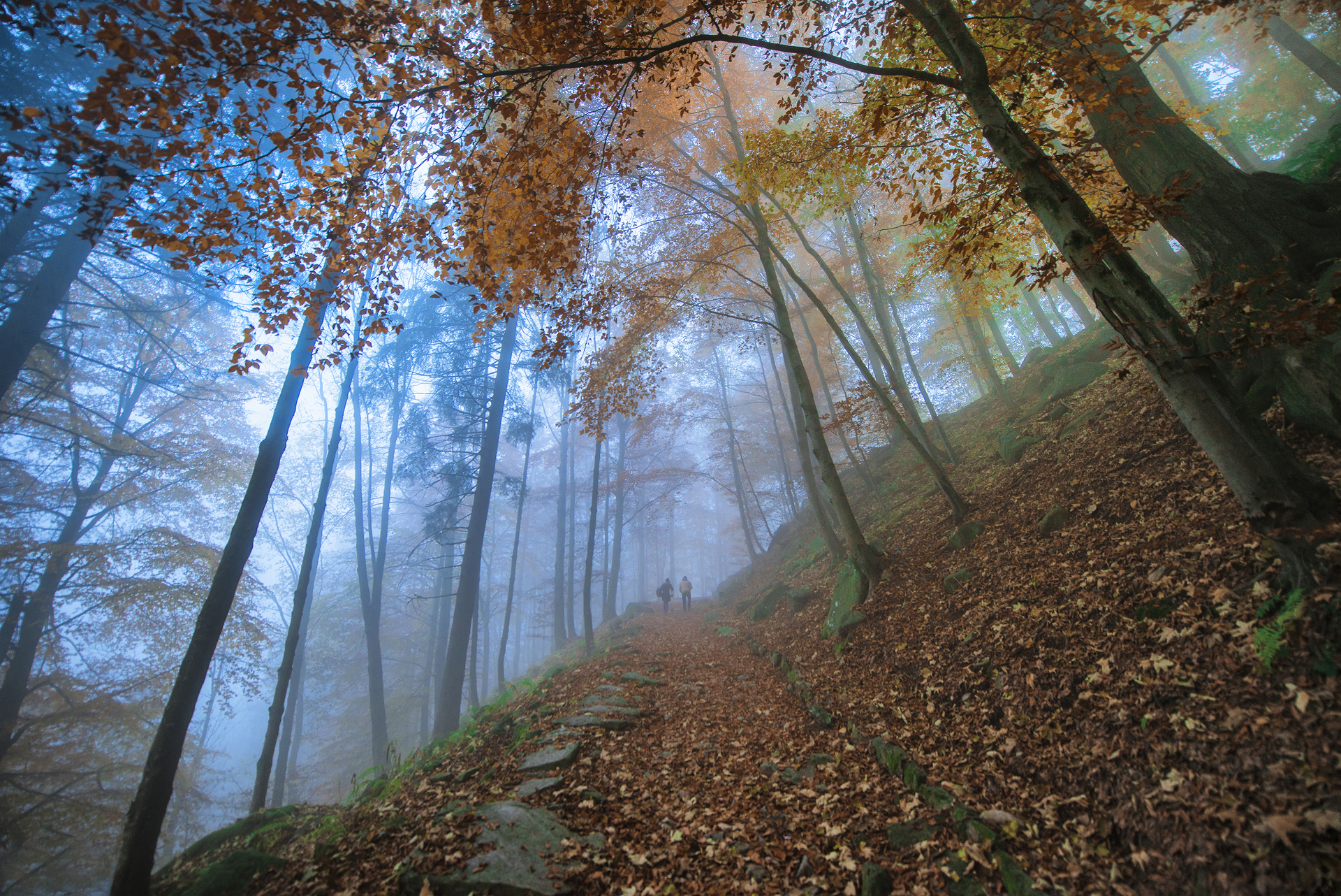 La foresta dei sussurri
