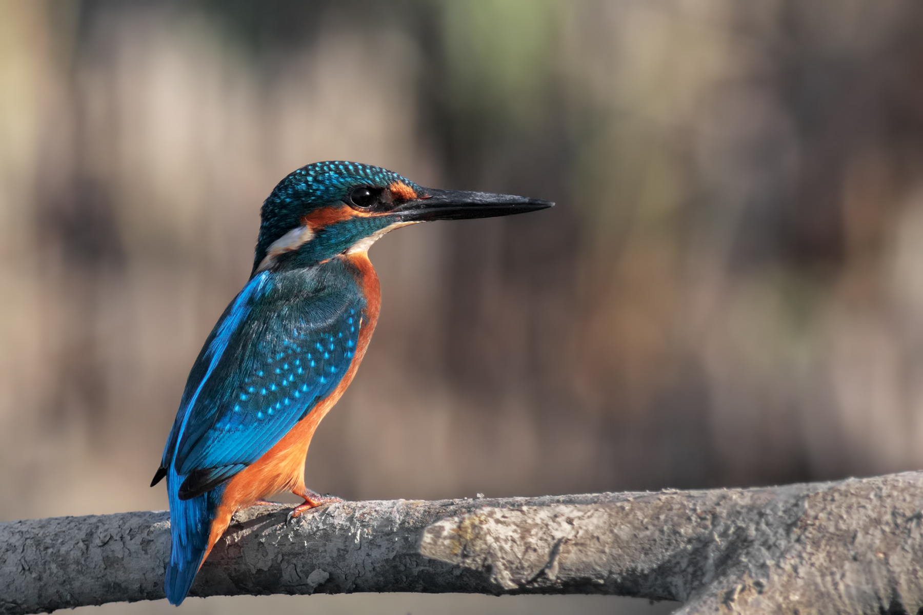 Il mio primo Martino!