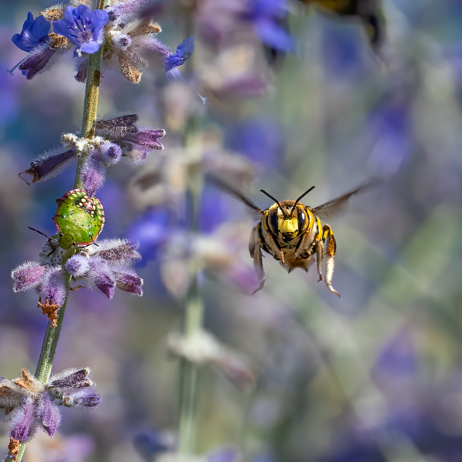 Vespa all'attaco e Cimice europea curiosa !!