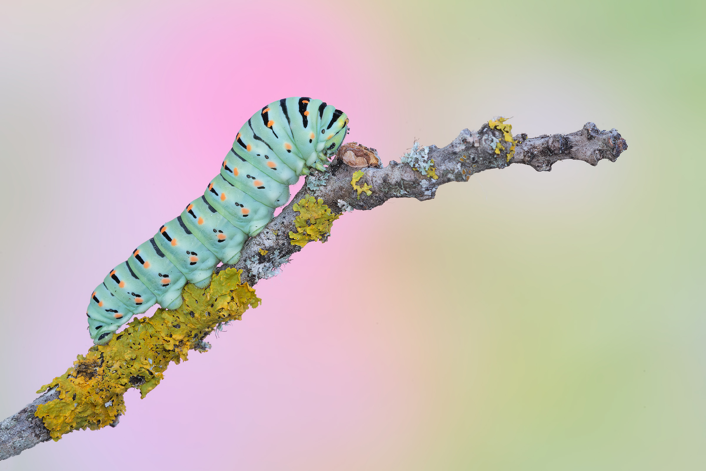 Bruco di Papilio machaon