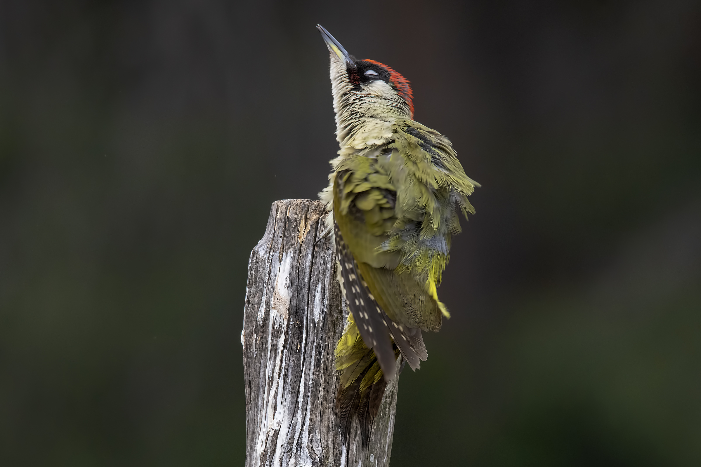 Male green woodpecker, shaken