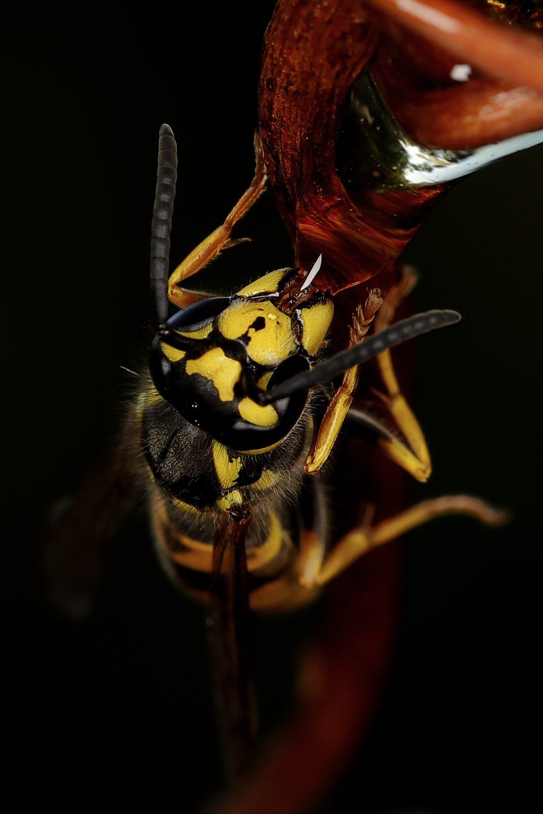 Wasp