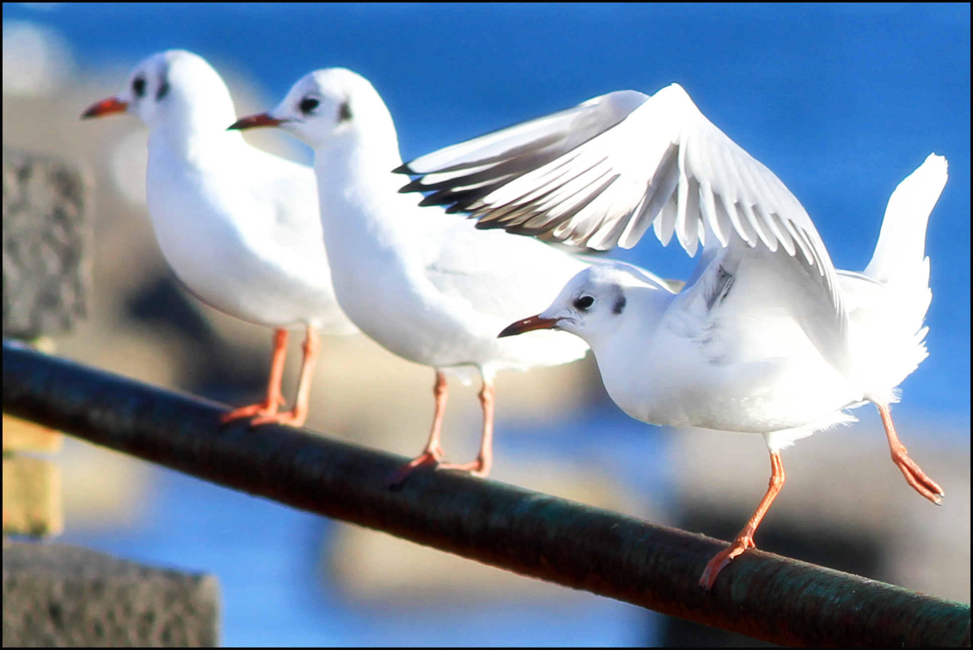 La Danza Del Gabbiano...