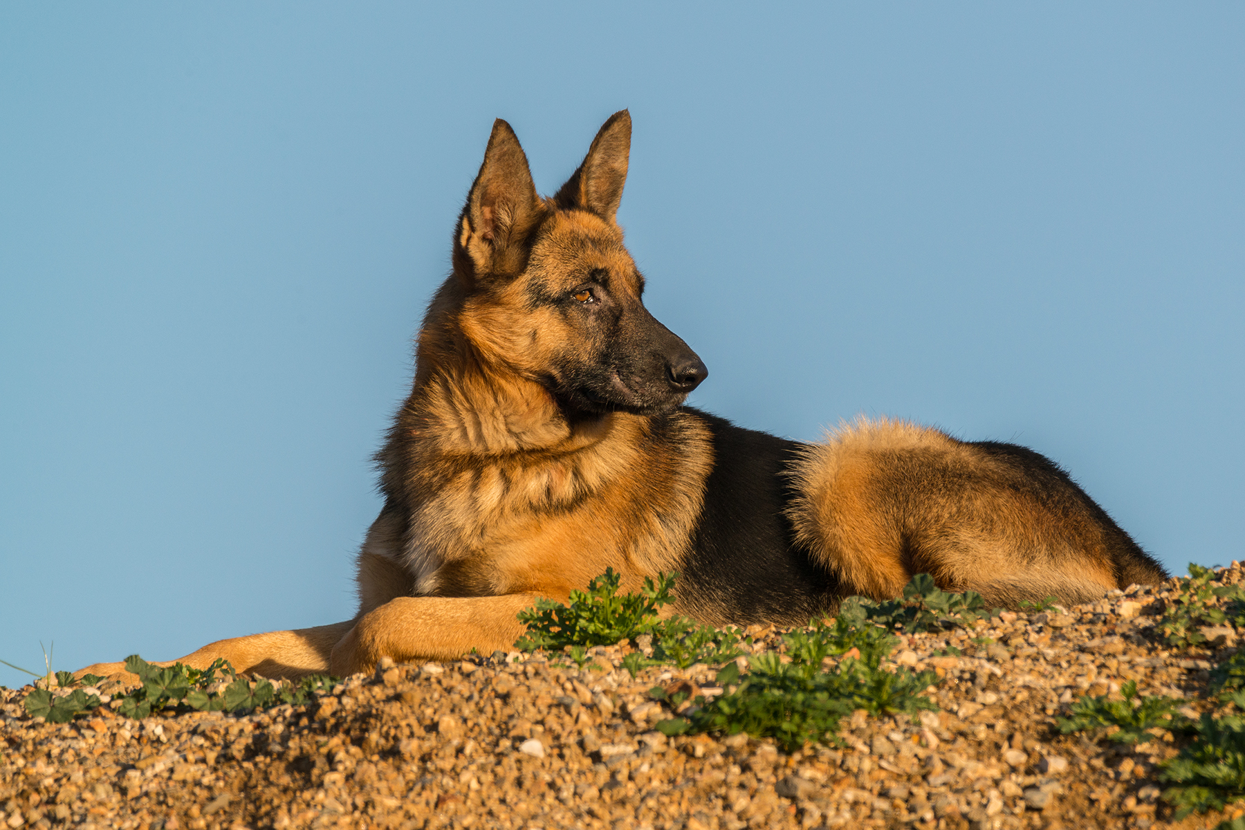 The pride of the German Shepherd