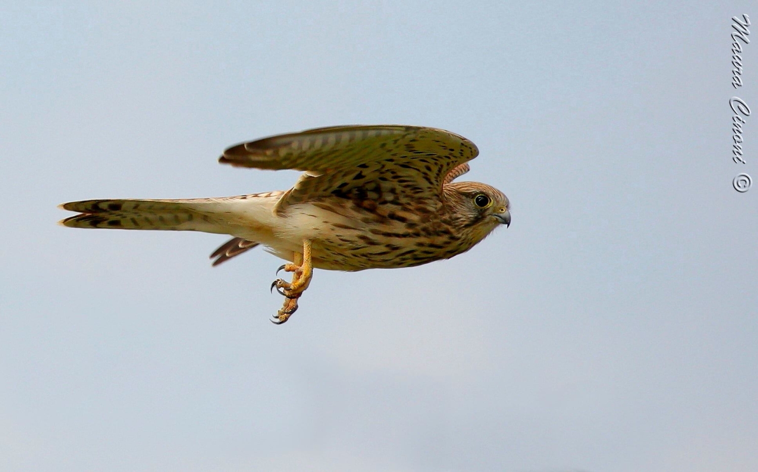 Geppio Femmina: Lo Stacco