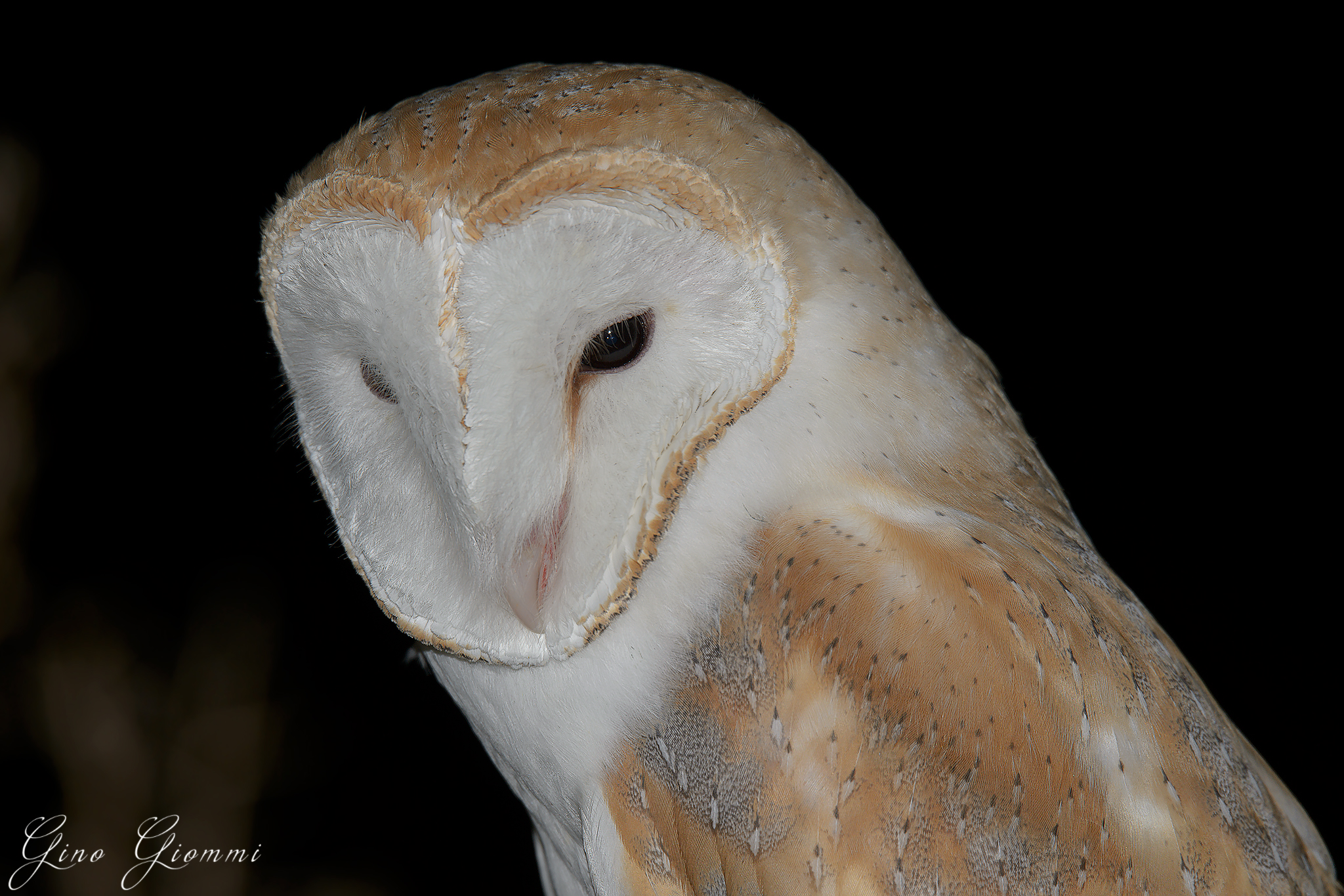 Foto tessera del Barbagianni