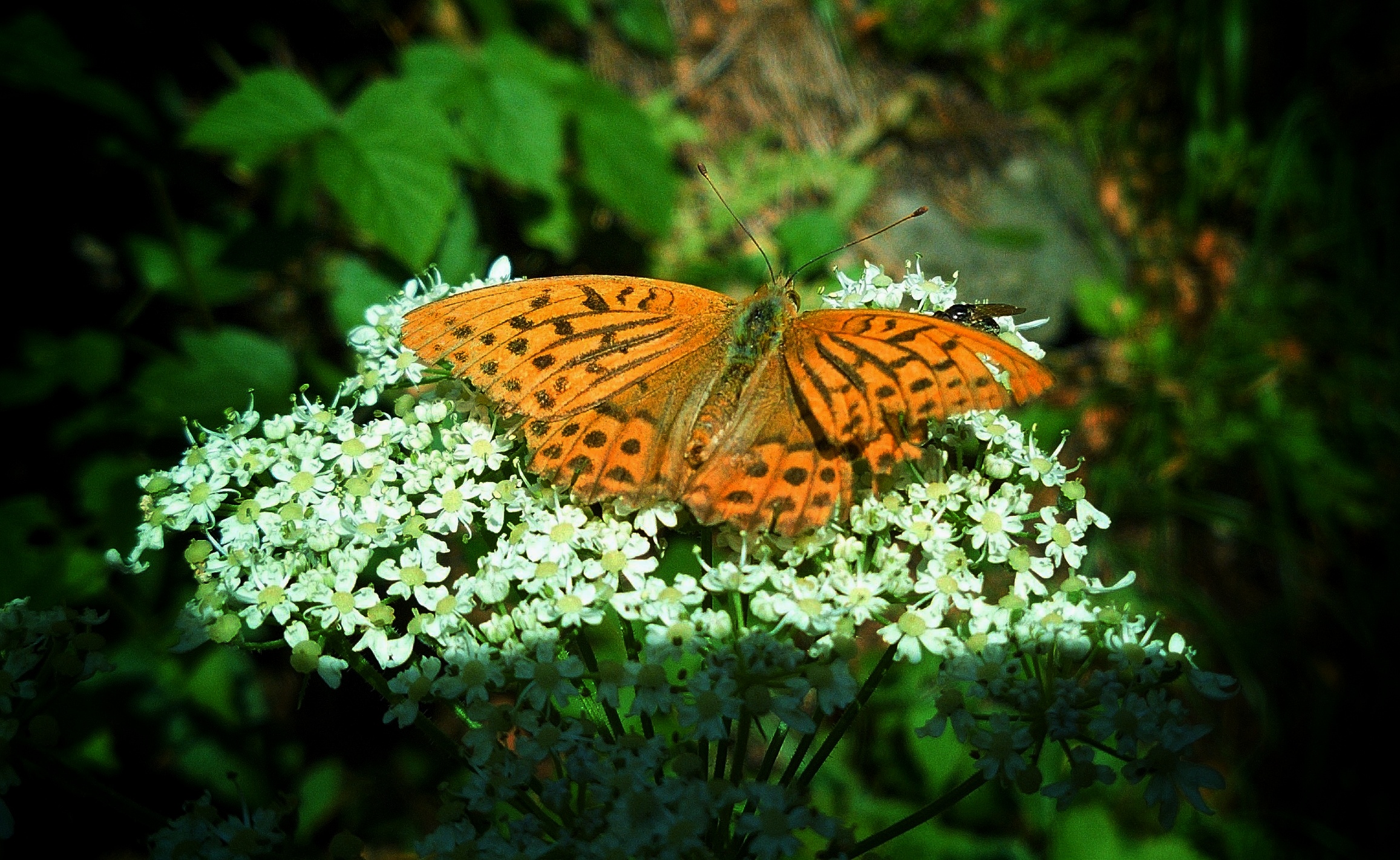 Paphia argynnis