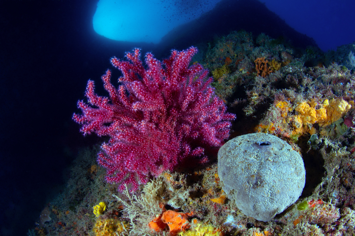 Secca del Tinetto Sp