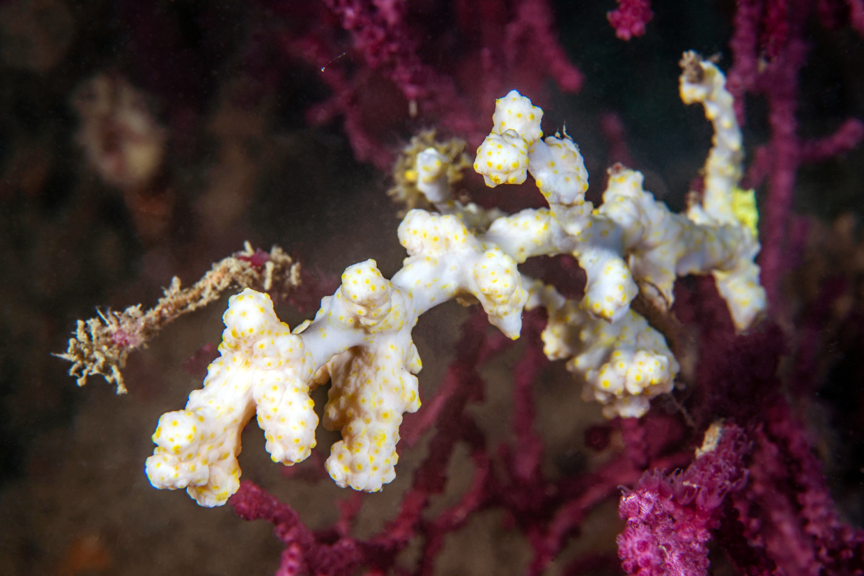 Gorgonia colonizzata