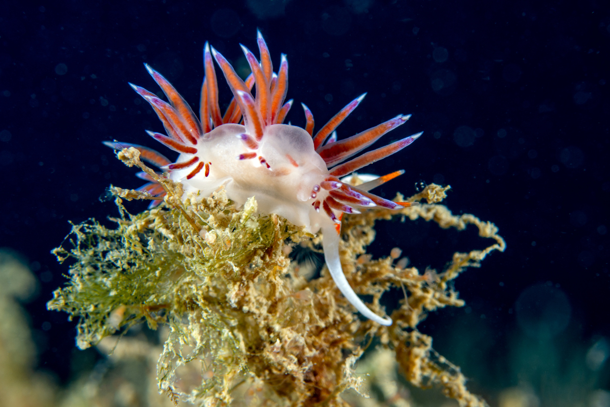 Cratena