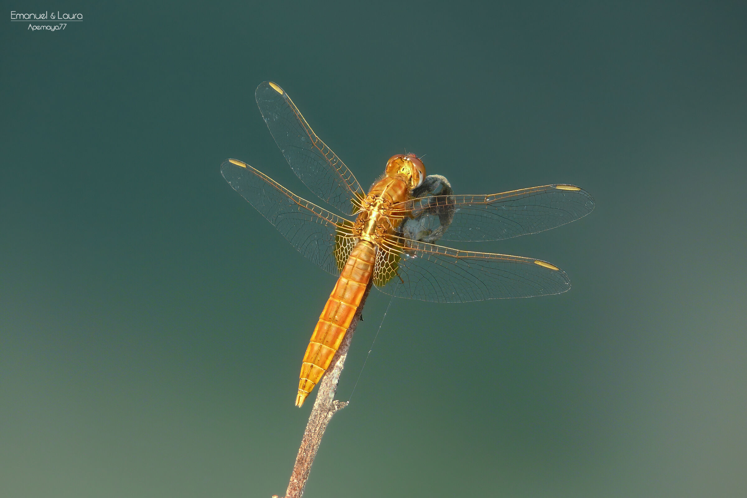 Erythraea Crocothemis
