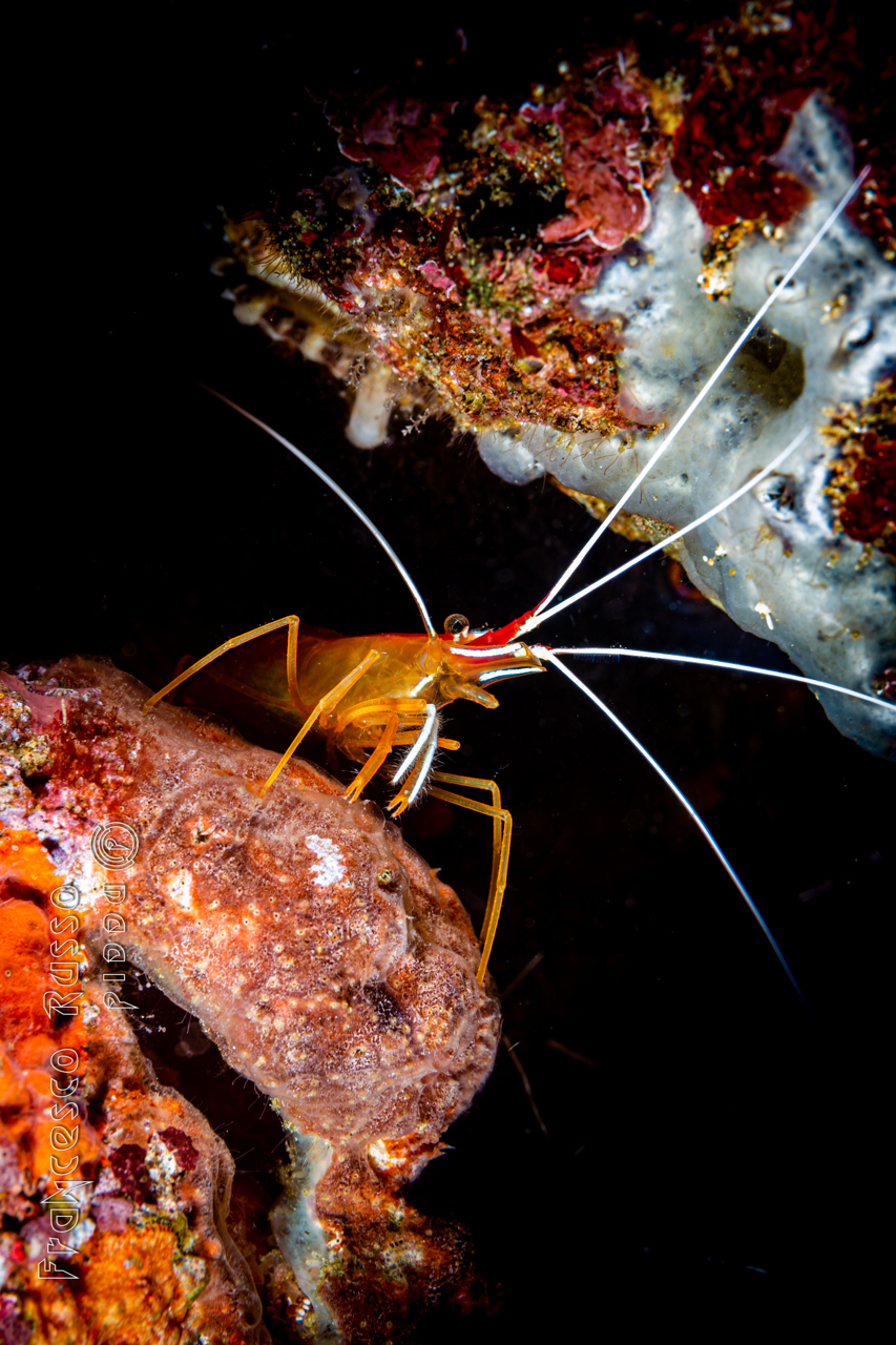 Humpback Cleaner Shrimp