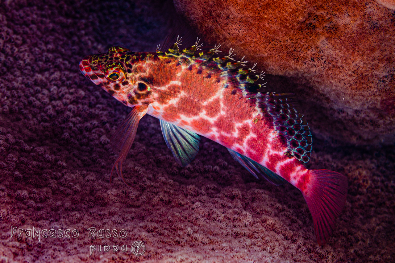 Threadfin Hawkfish