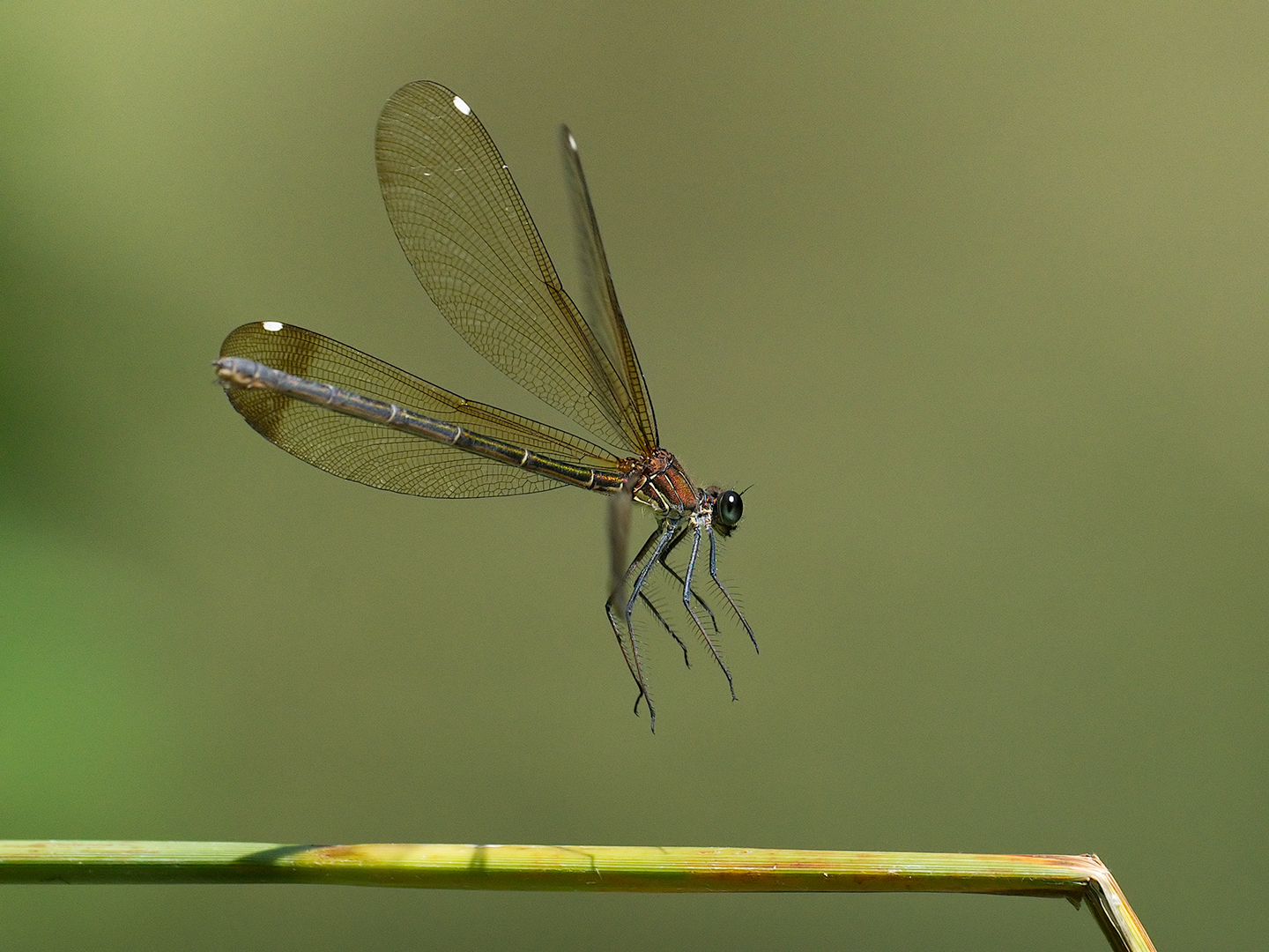 Bridesmaid (Calopteryx haemorrhoidalis female)