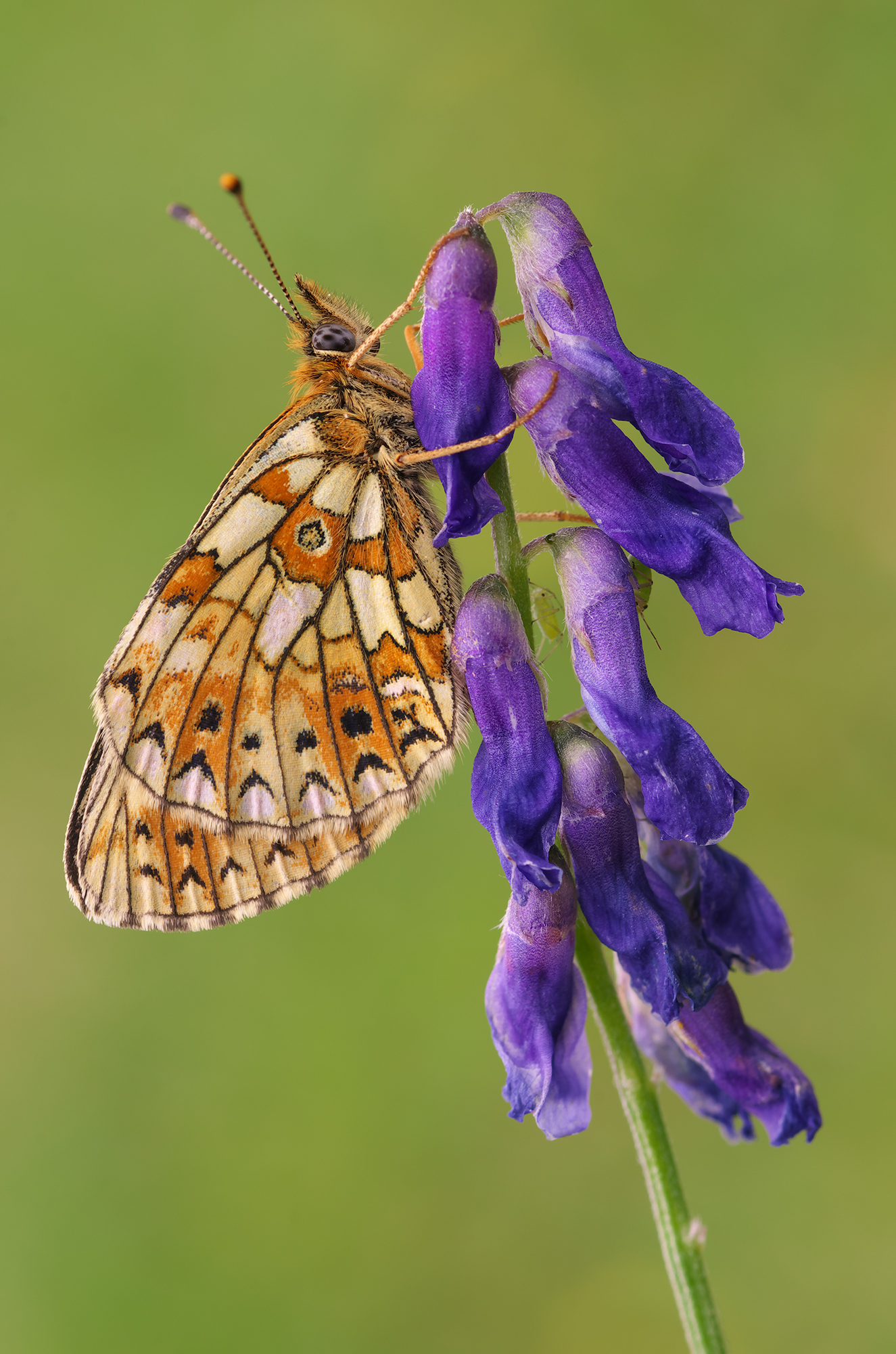 Boloria selene