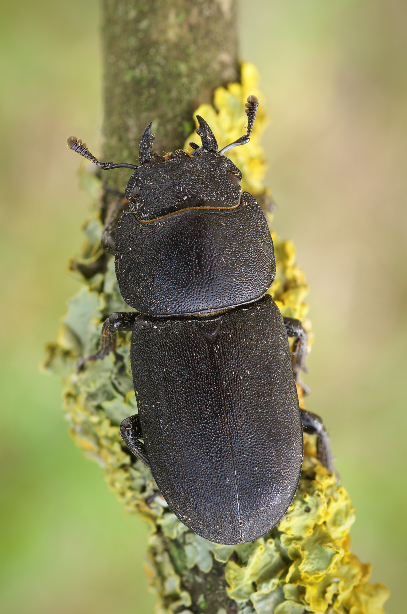 Dorcus parallelipipedus