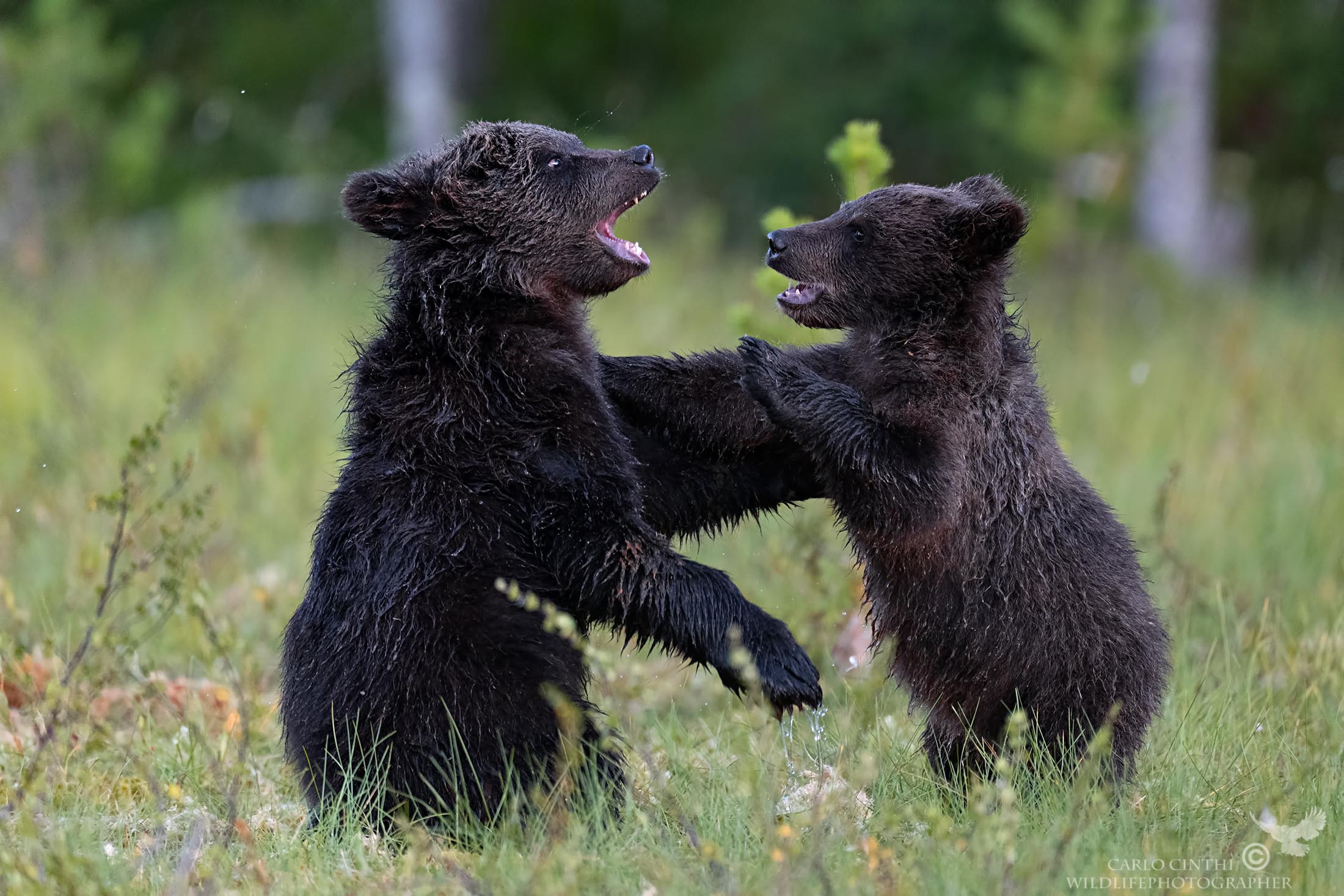 Cuccioli di orso mentre giocano