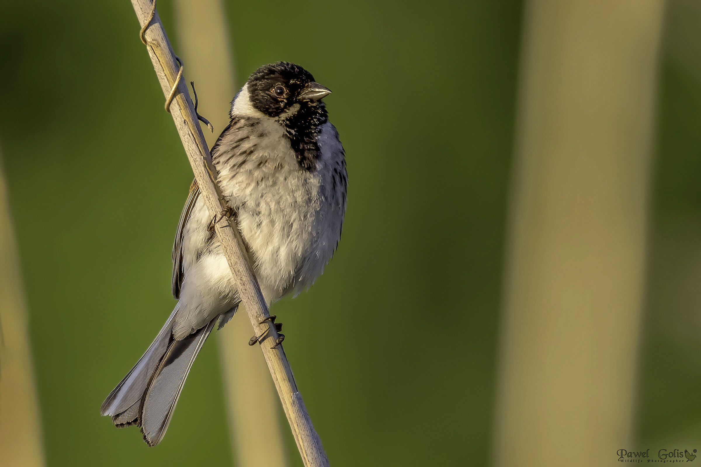 Bunting di canna comune (Emberiza schoeniclus)