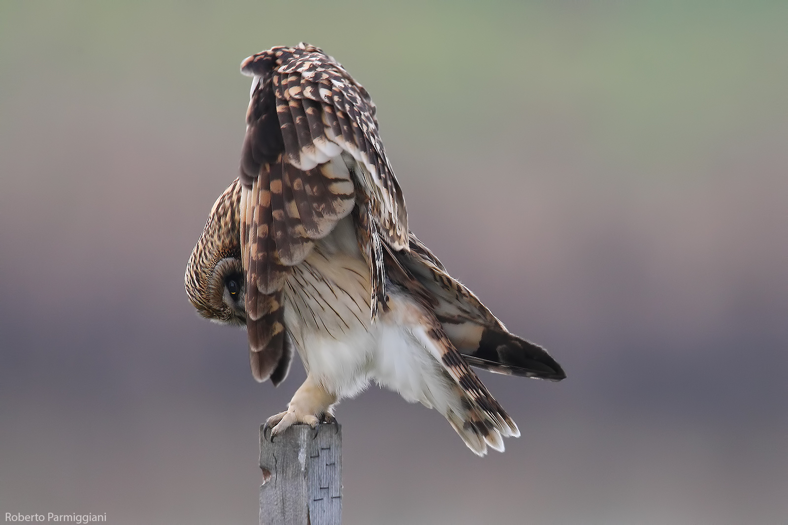 La timidezza del gufo