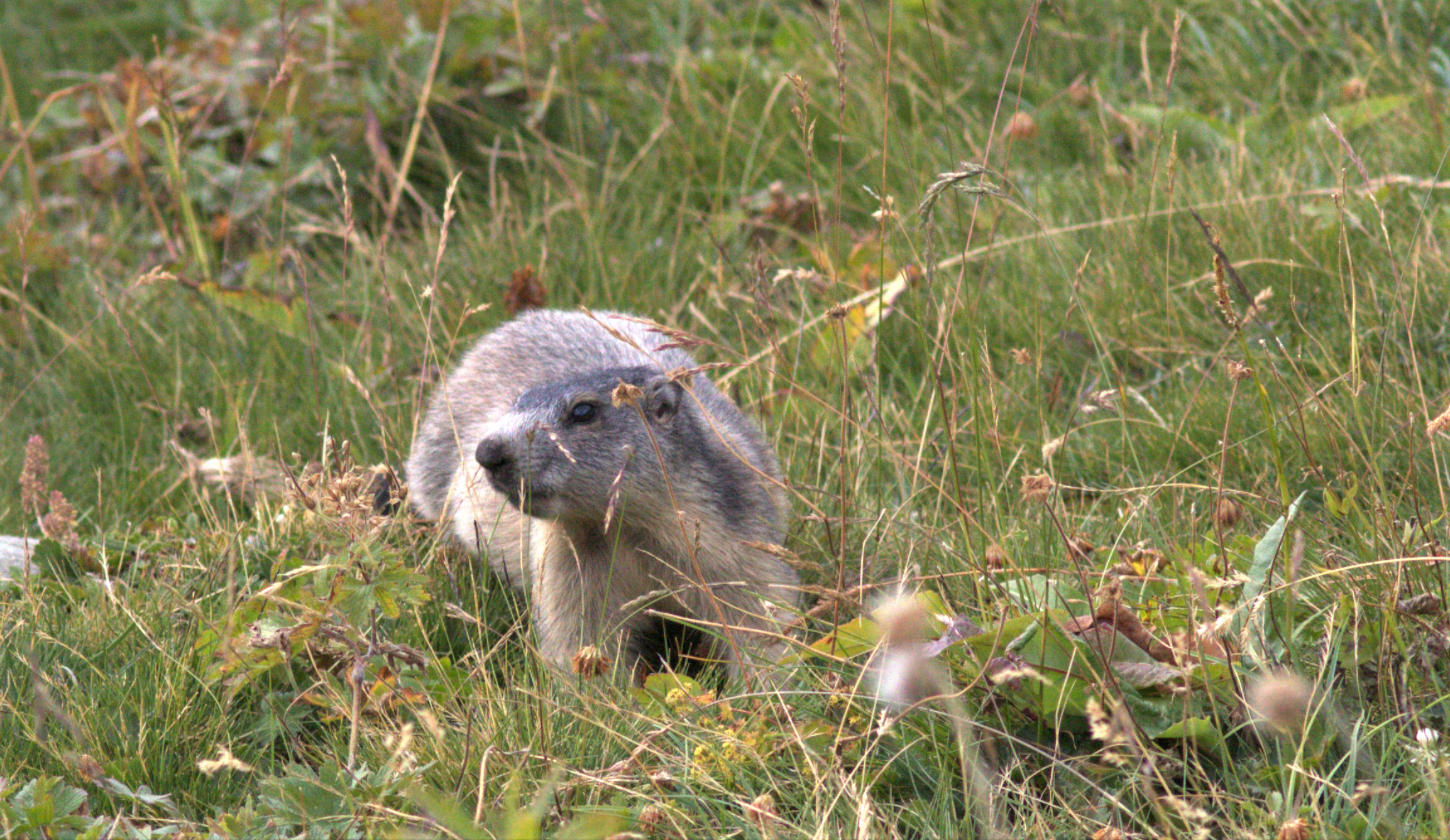 marmotta