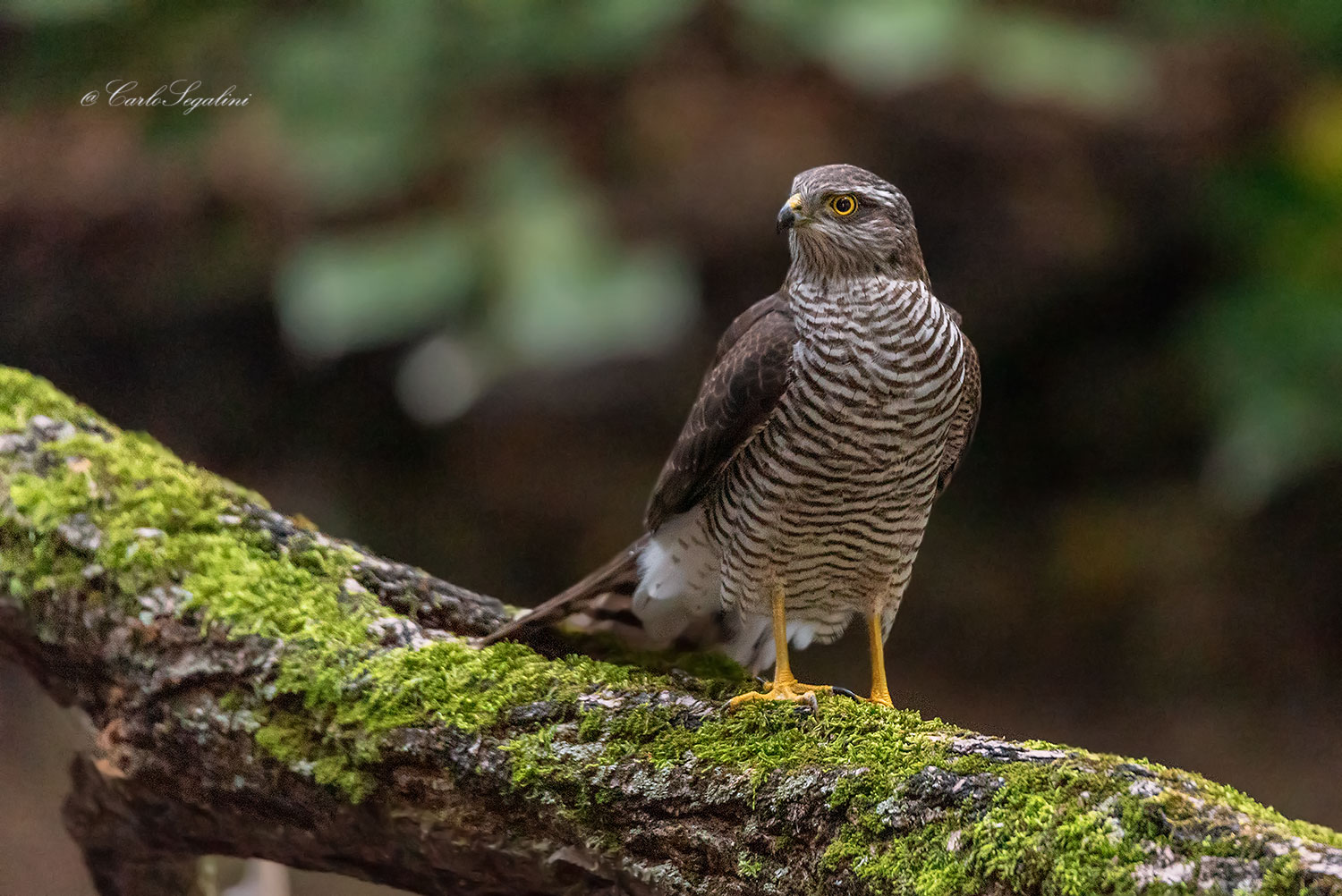 Sparviere "Accipiter"