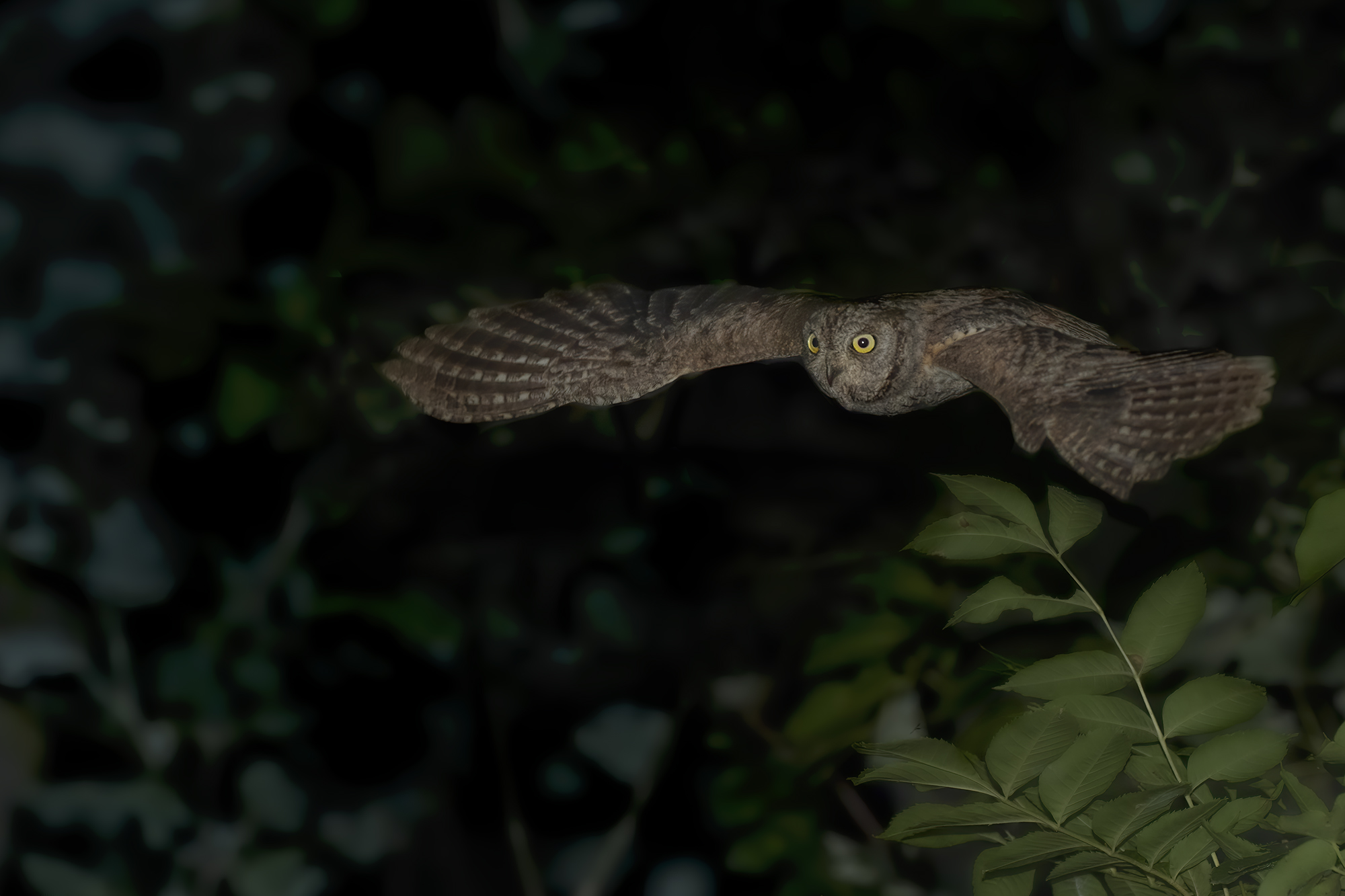 volo dell'assiolo