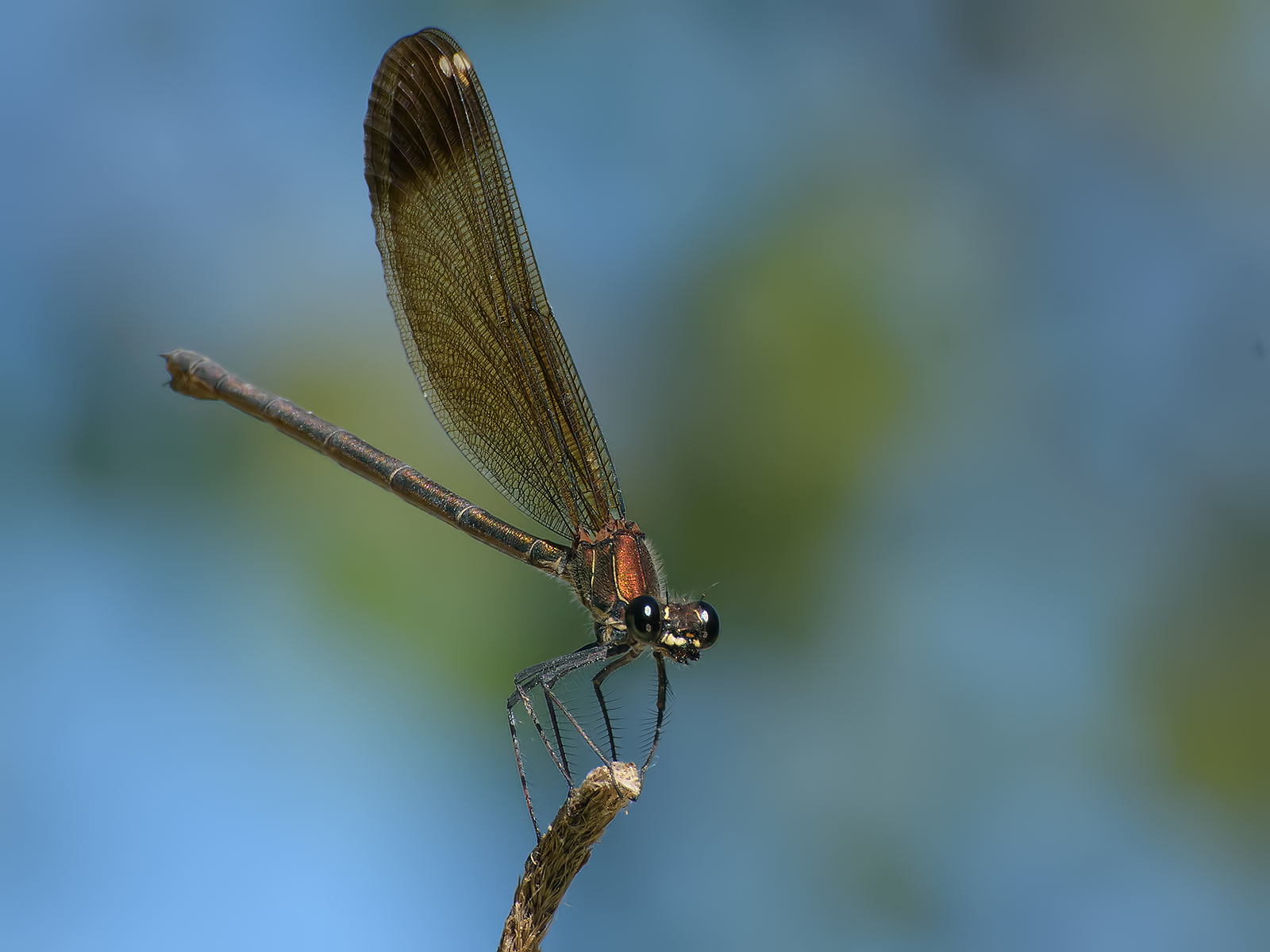 Smell (Calopteryx haemorrhoidalis)
