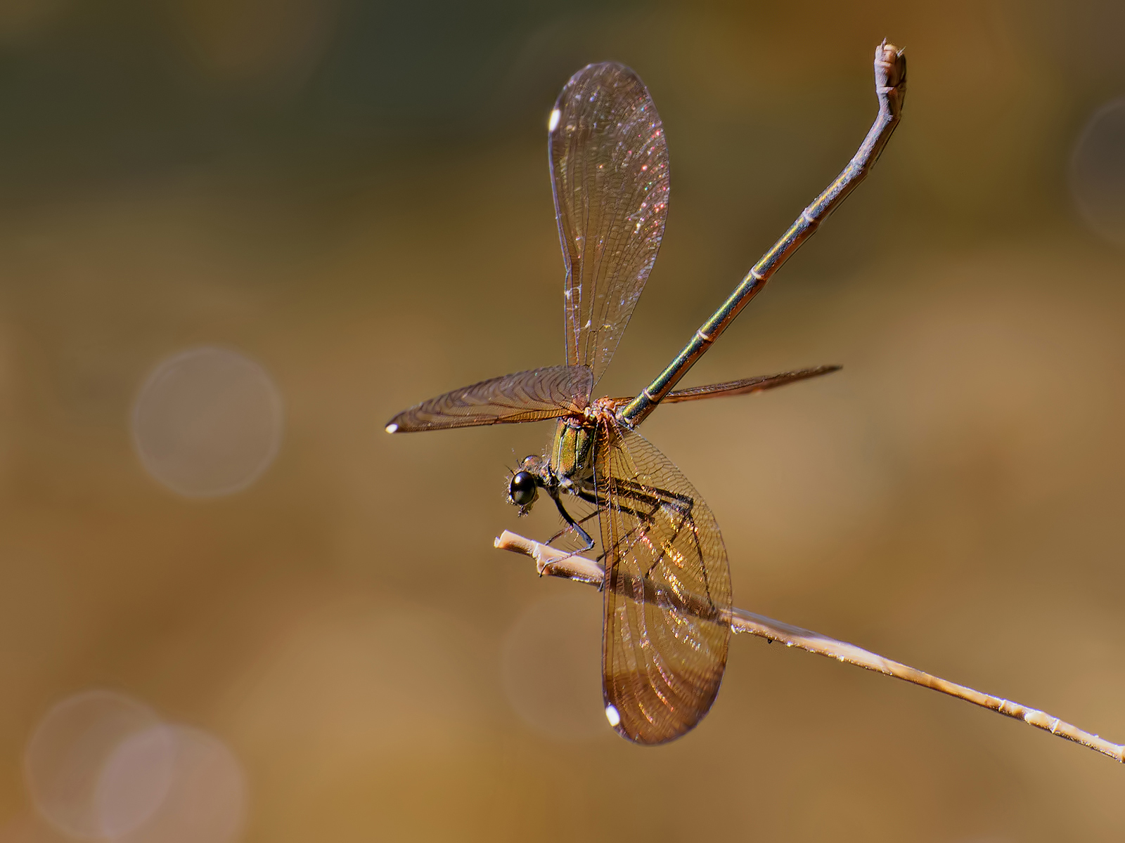 Smell (Calopteryx haemorrhoidalis)
