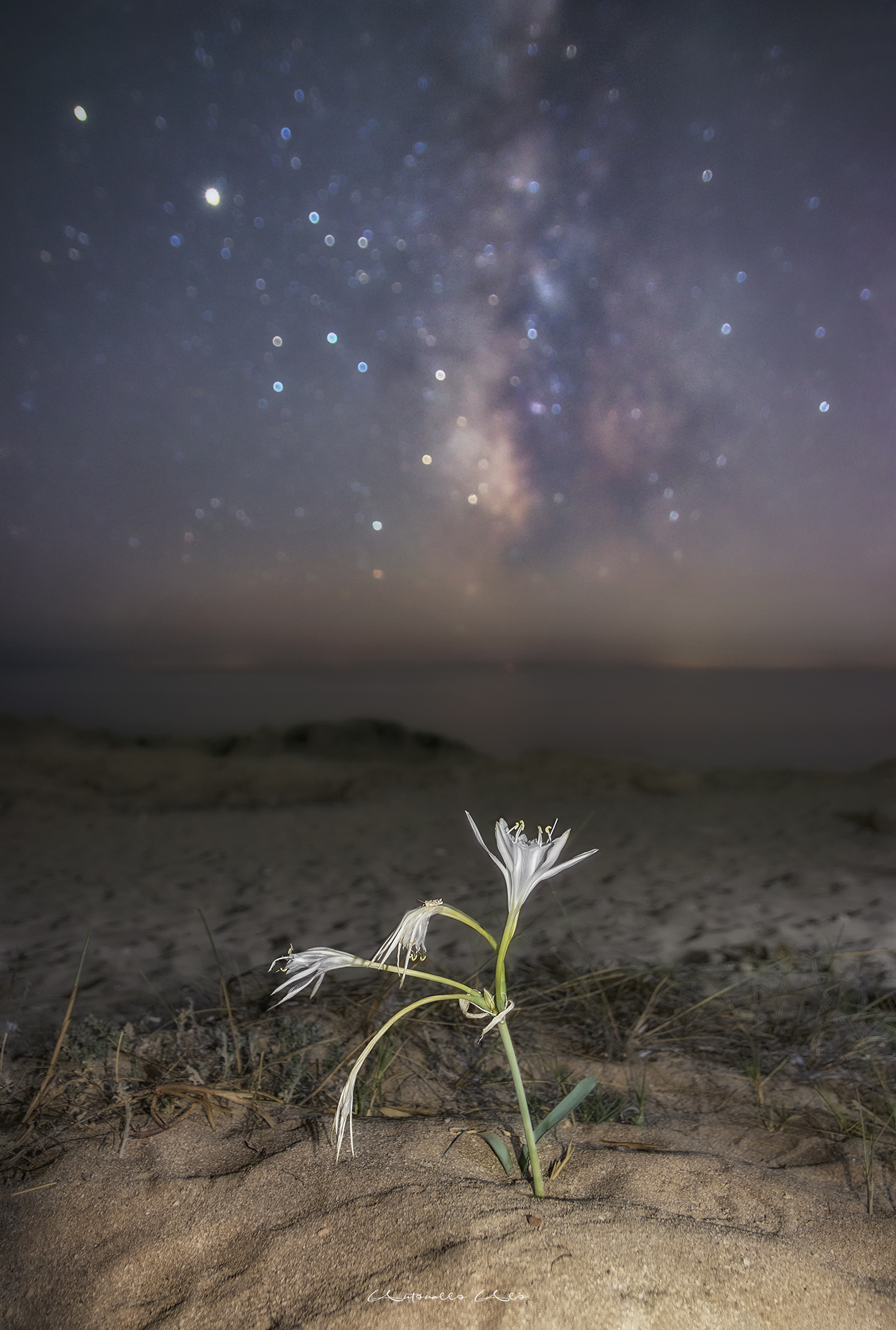 The lily, the milky and the cricket