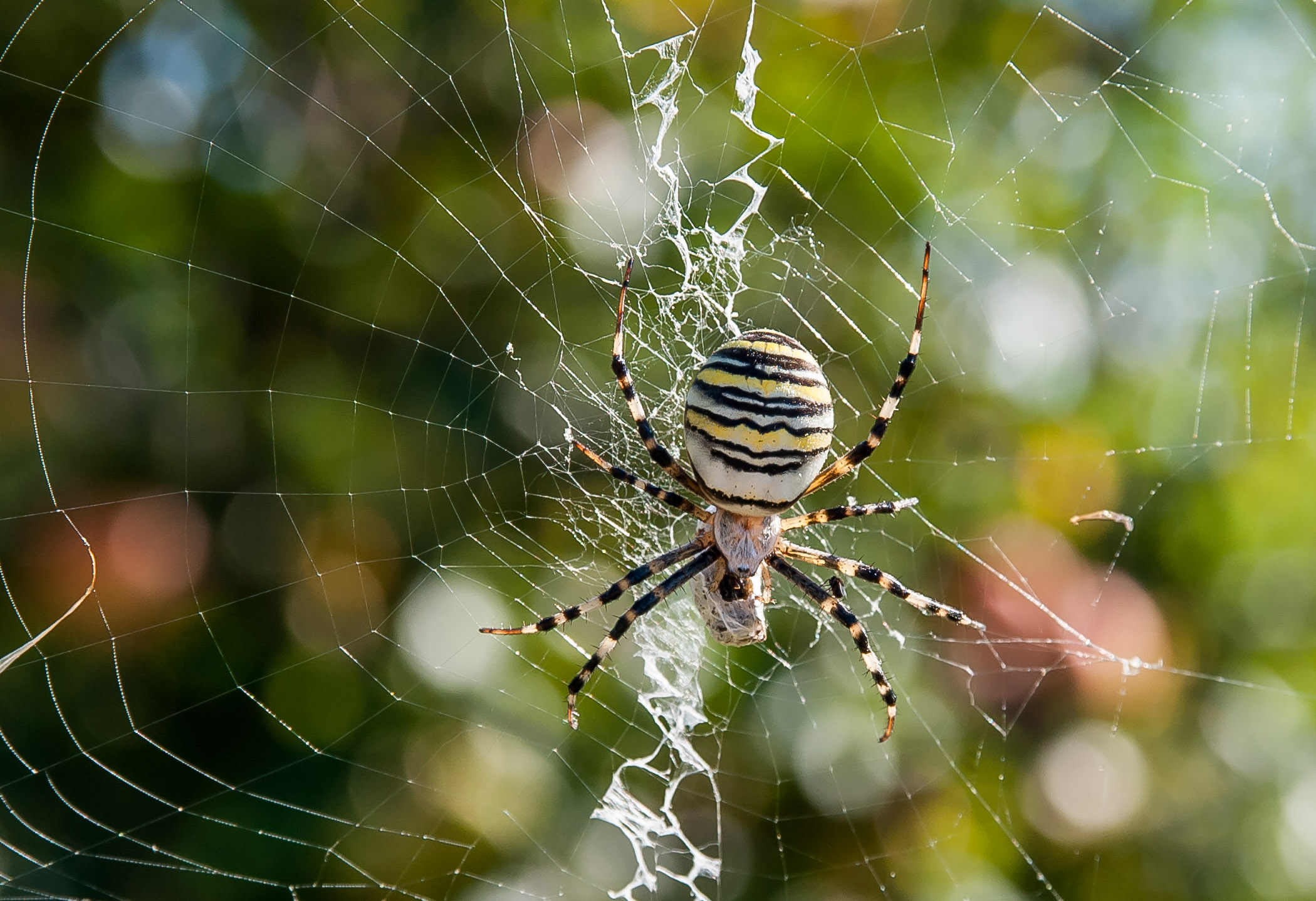 Ragno vespa (Argiope bruennichi)
