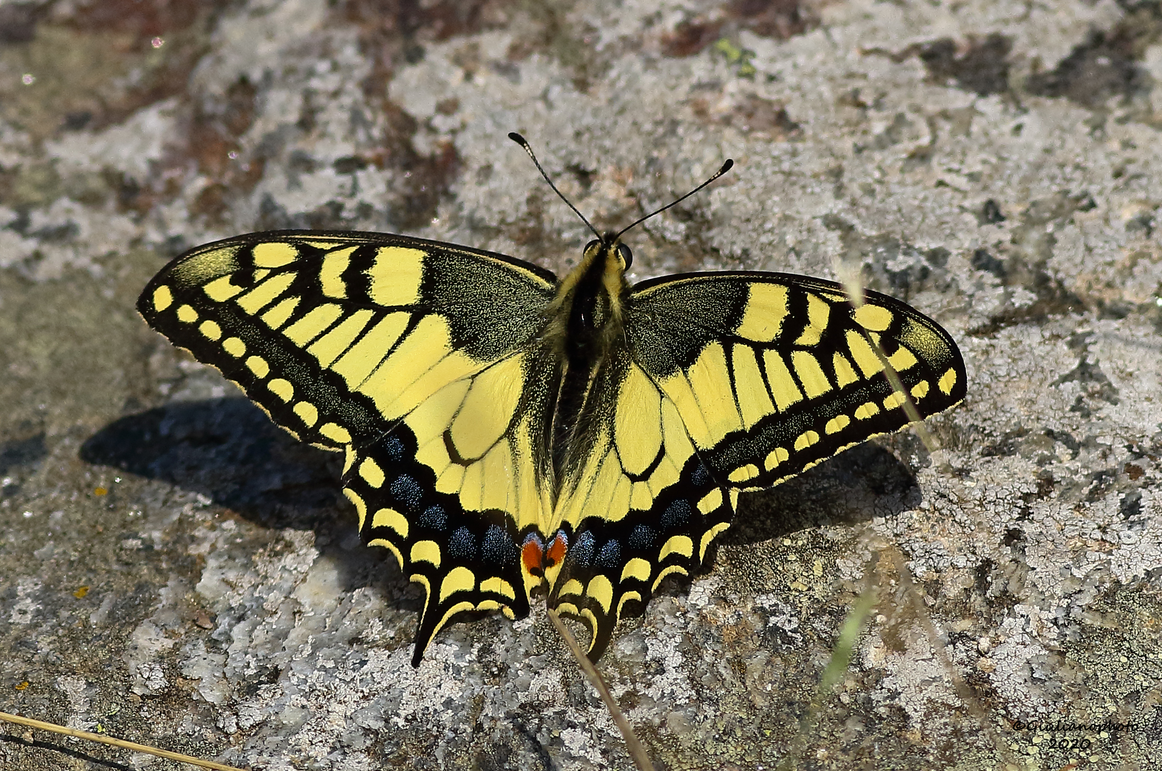 Macaone (Papilio machaon)