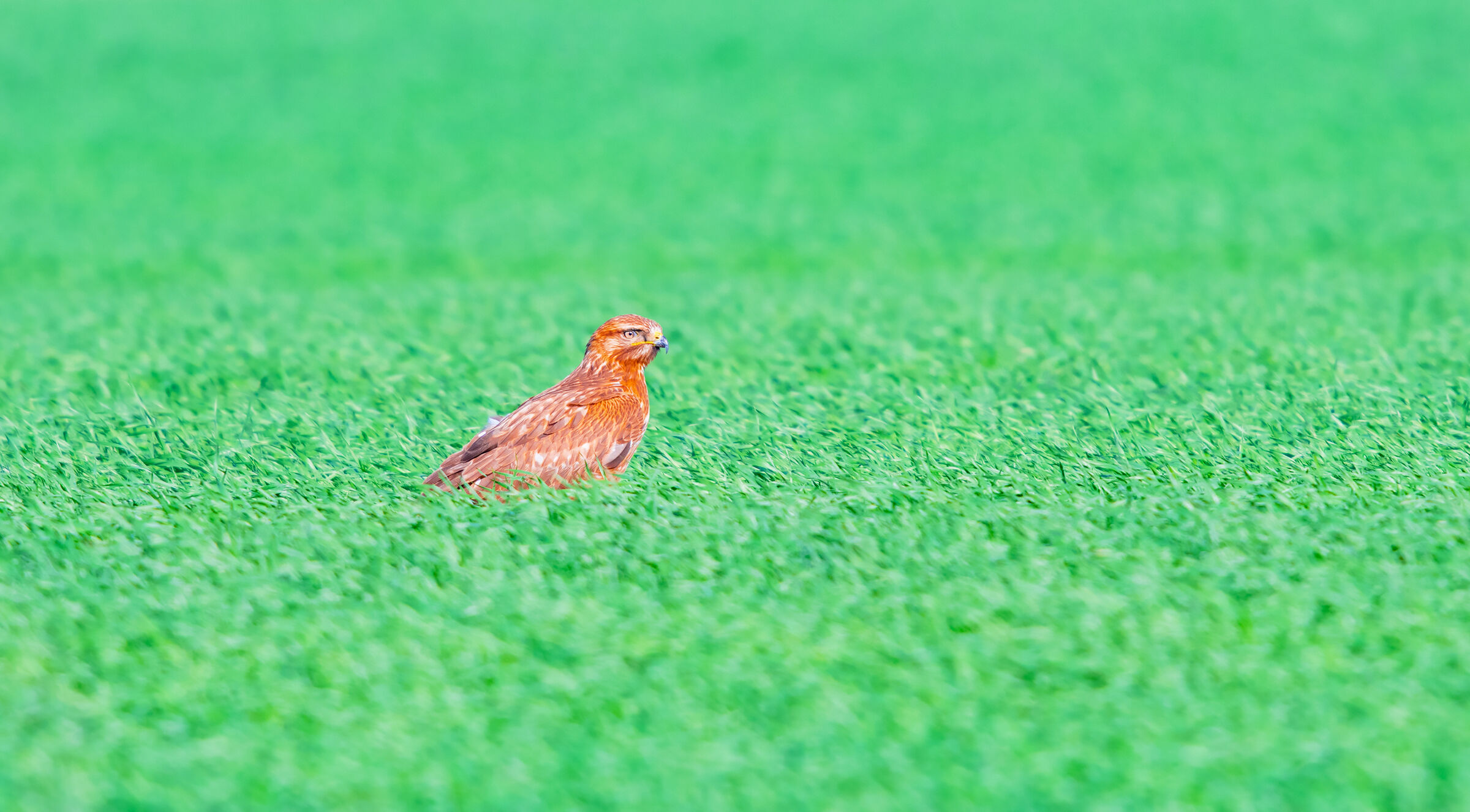in un mare di verde (LLB)