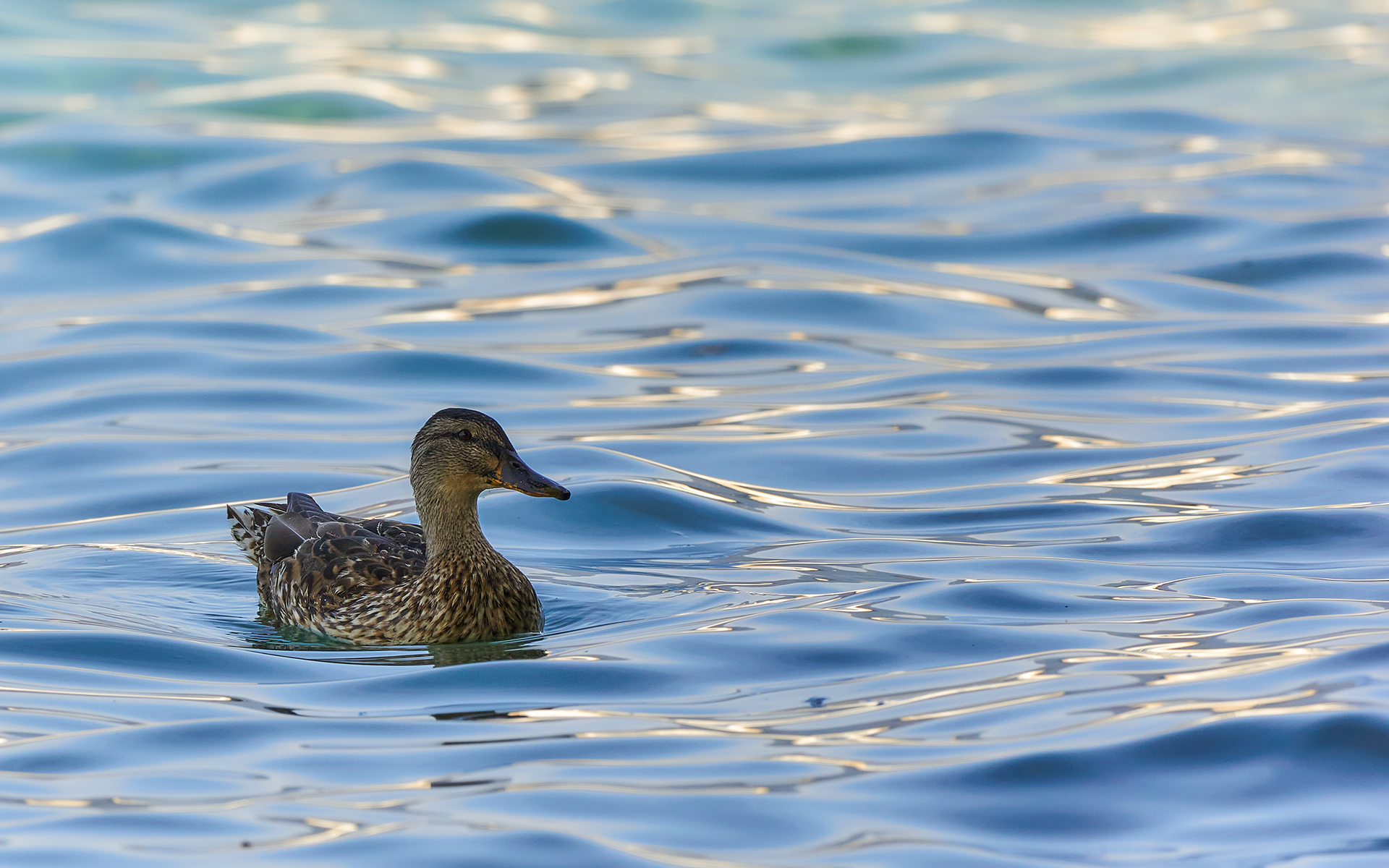 Germano - lago d'Orta