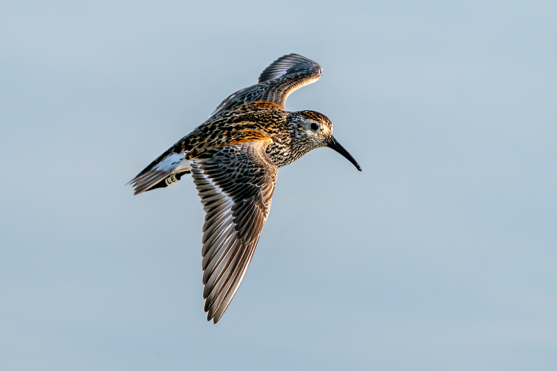 Black belly piovanello