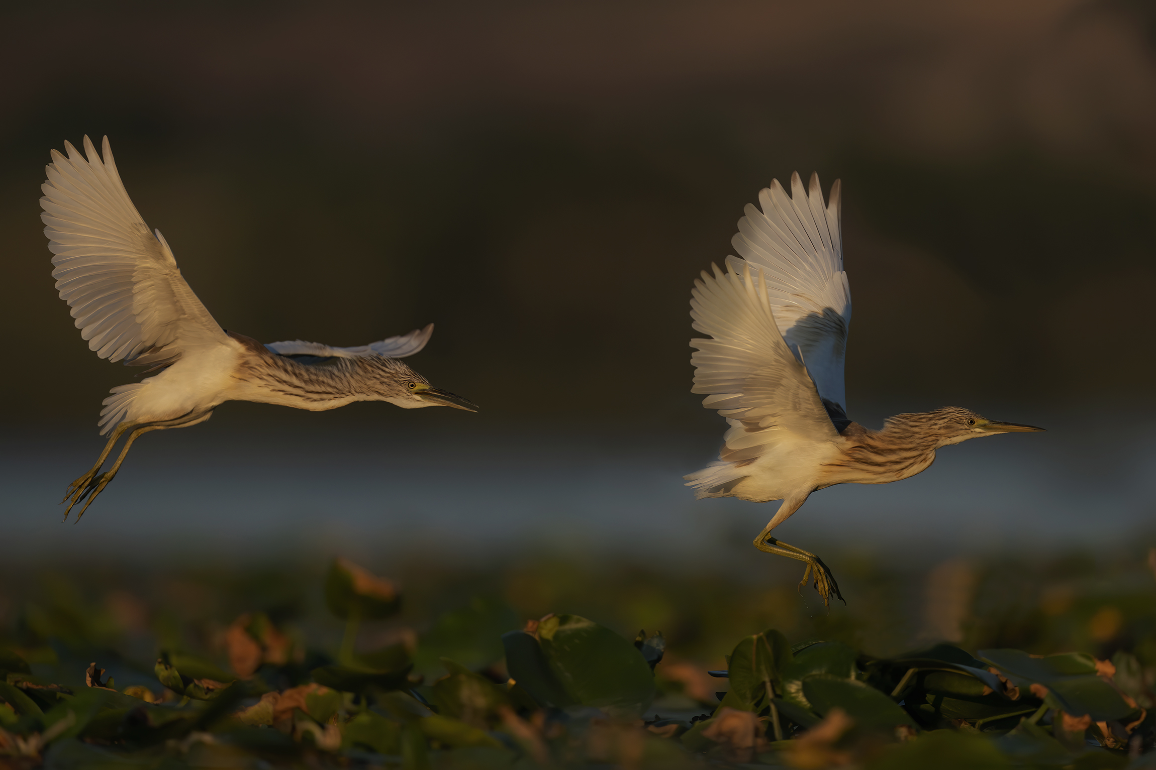Inseguimento al tramonto