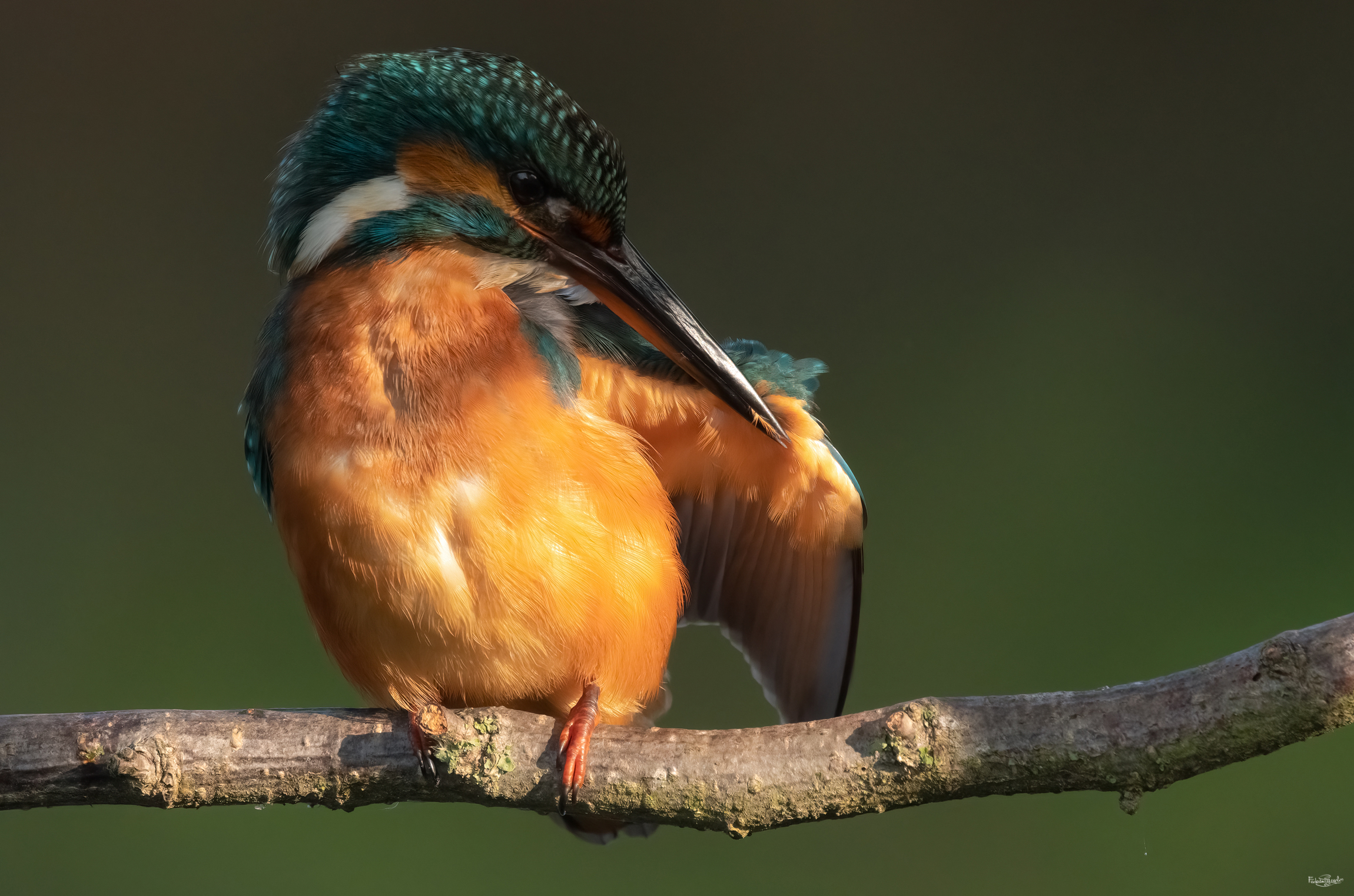 Kingfisher