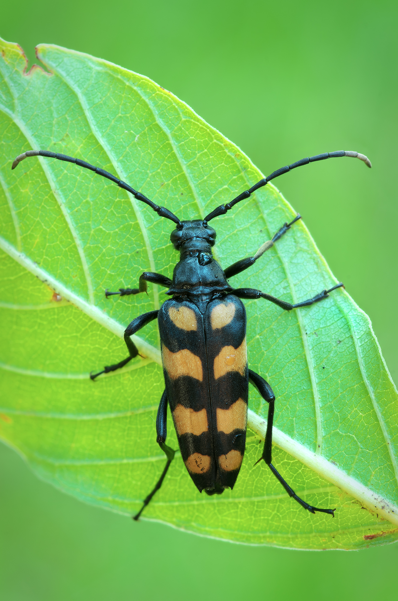 Leptura quadrifasciata