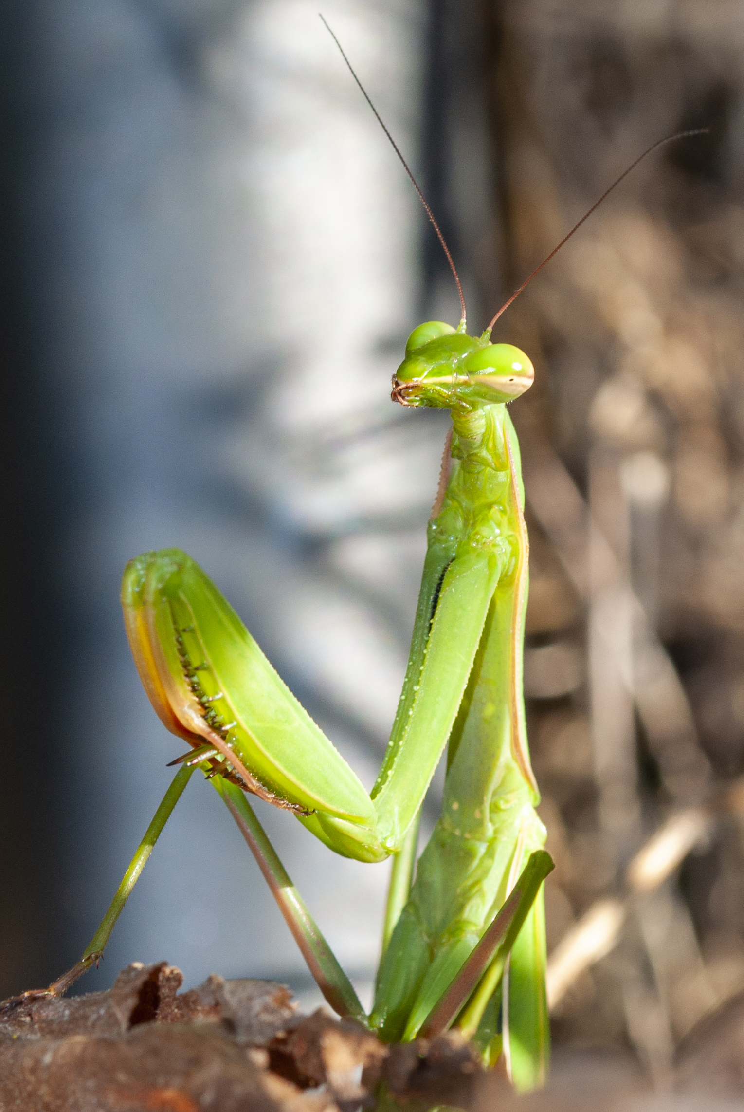Praying mantis