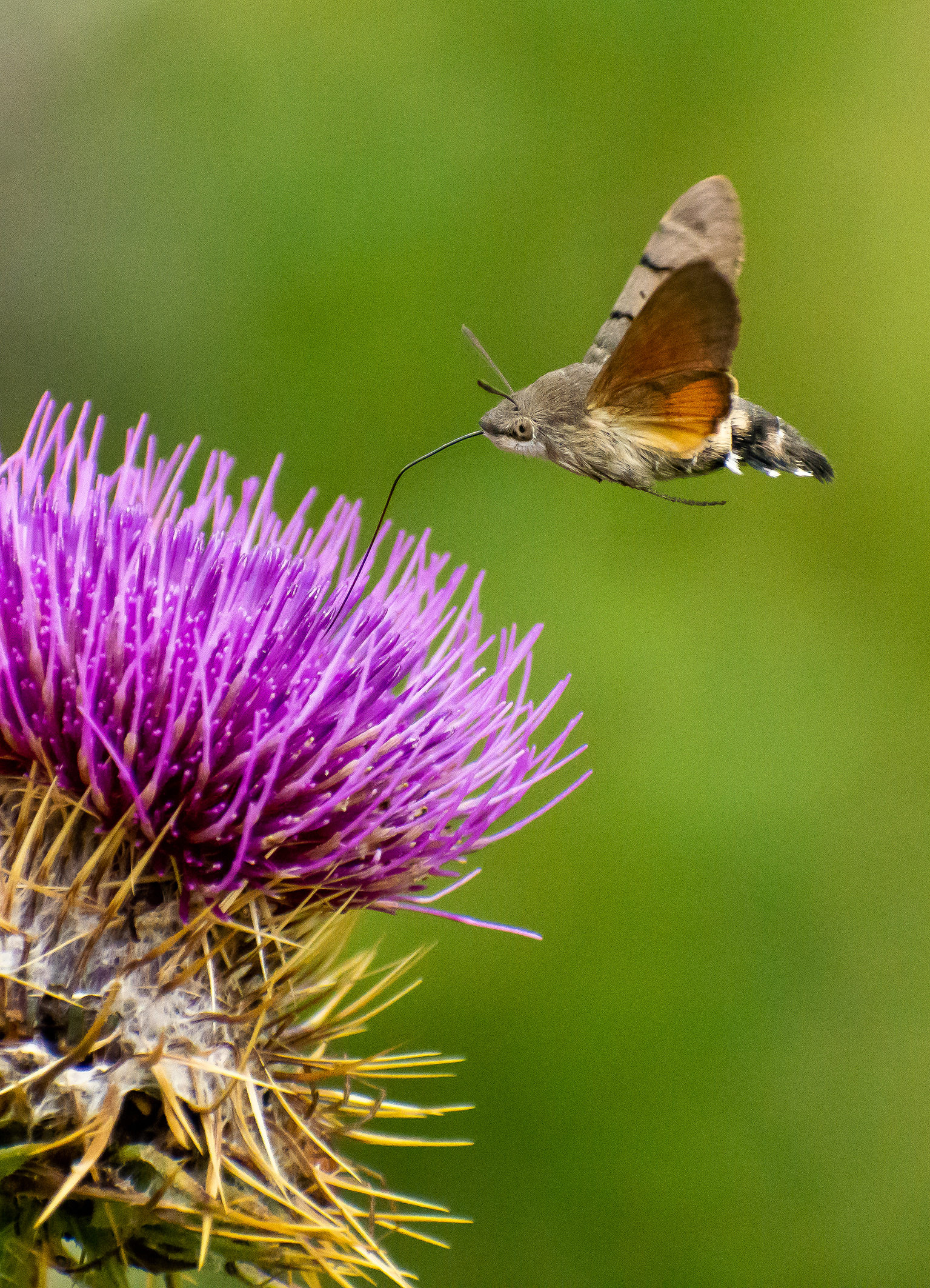 Rifornimento in volo