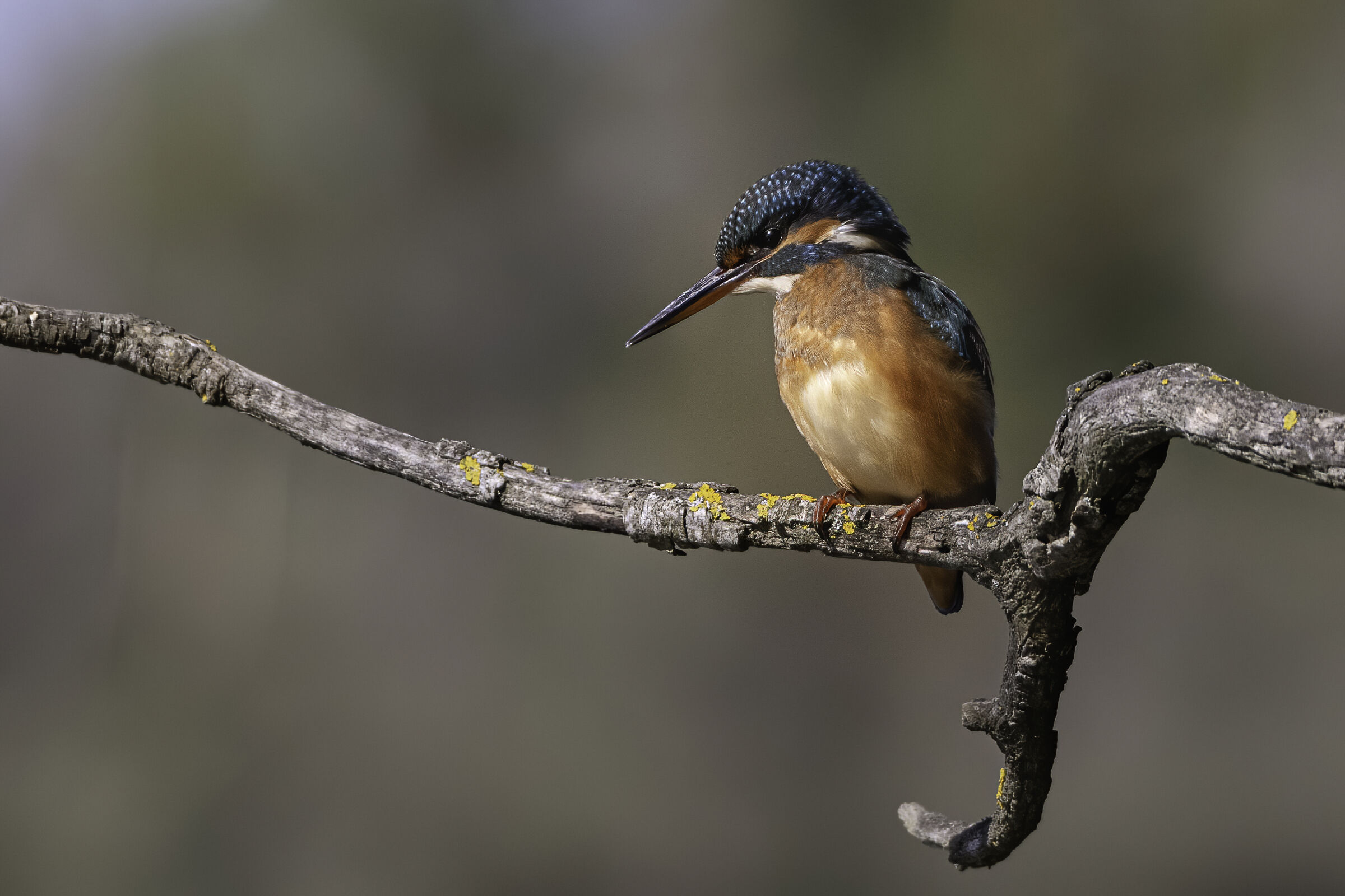 Martin pescatore...in osservazione