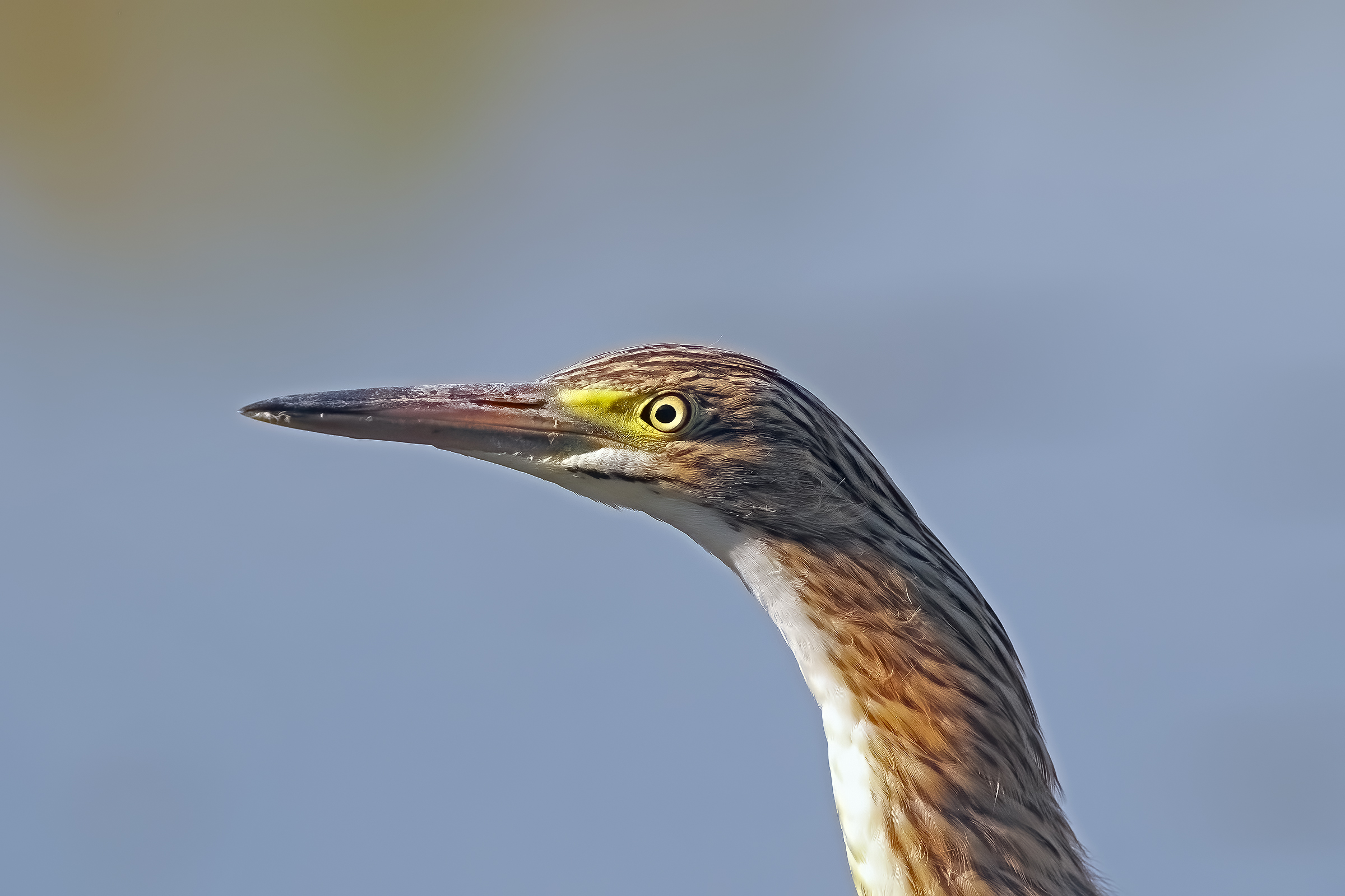 Sgarza Ciuffetto Prim Piano