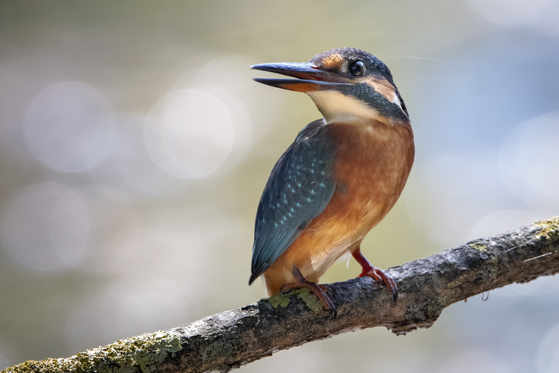 martin pescatore femmina