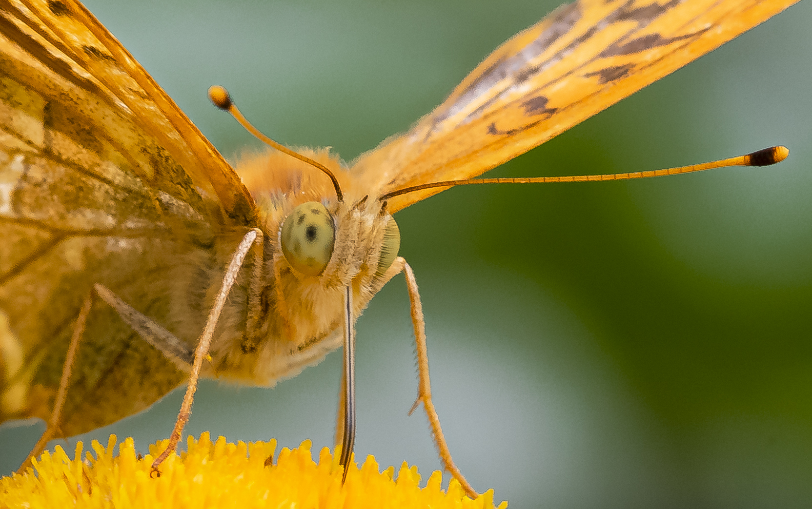 Argynnis paphia (almeno credo)