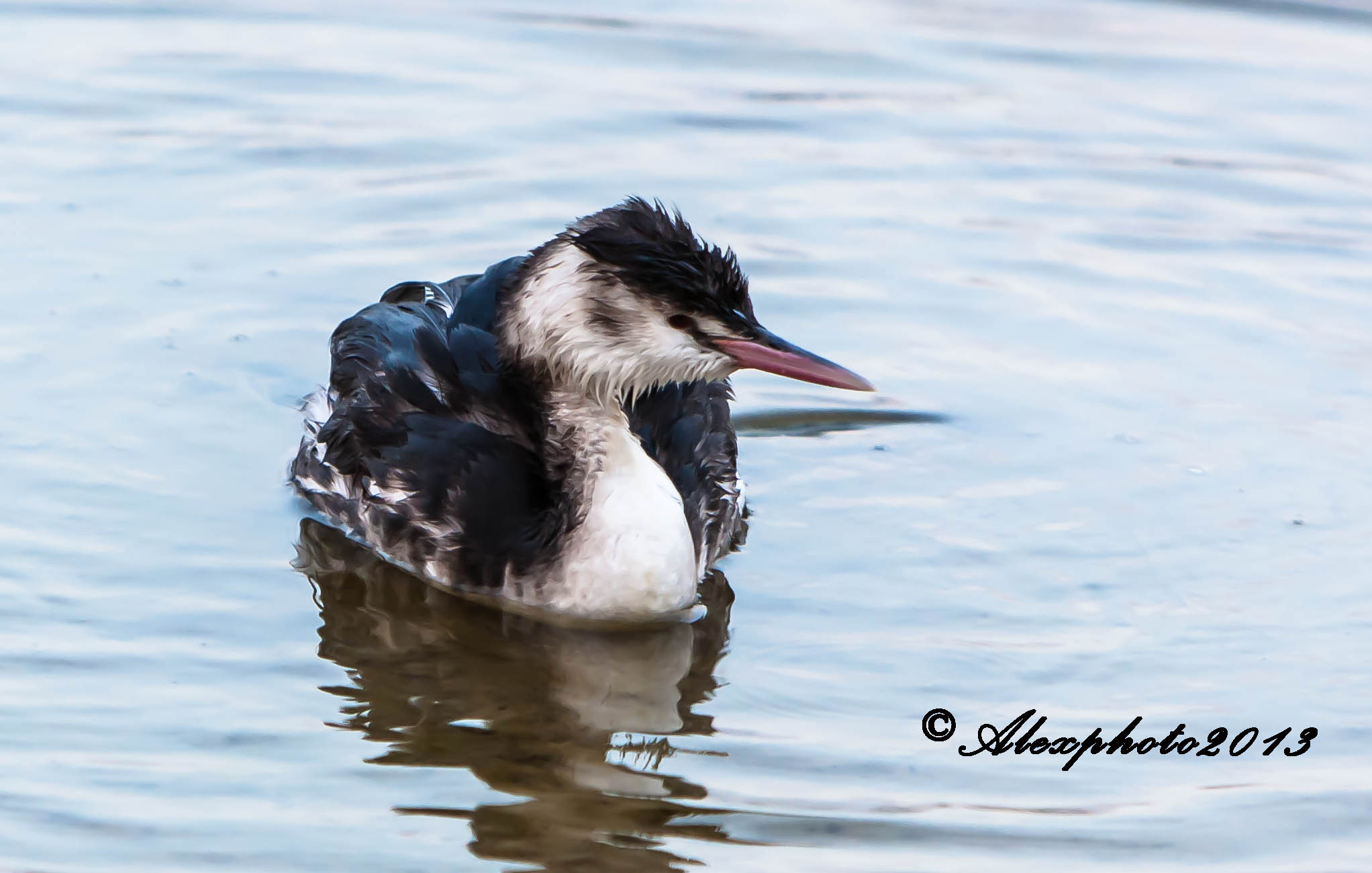 Uno Svasso un pò in difficoltà