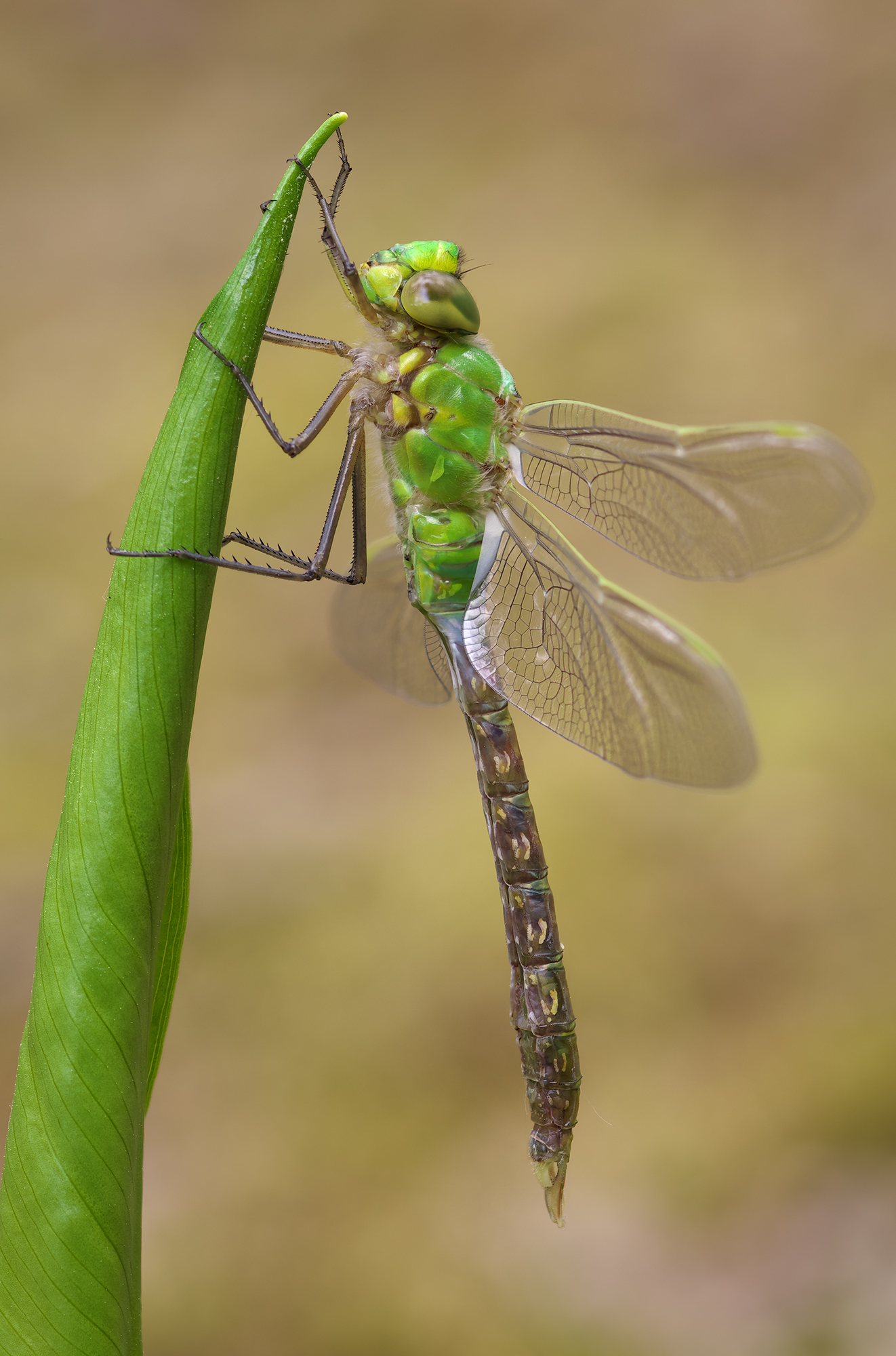 Anax imperator