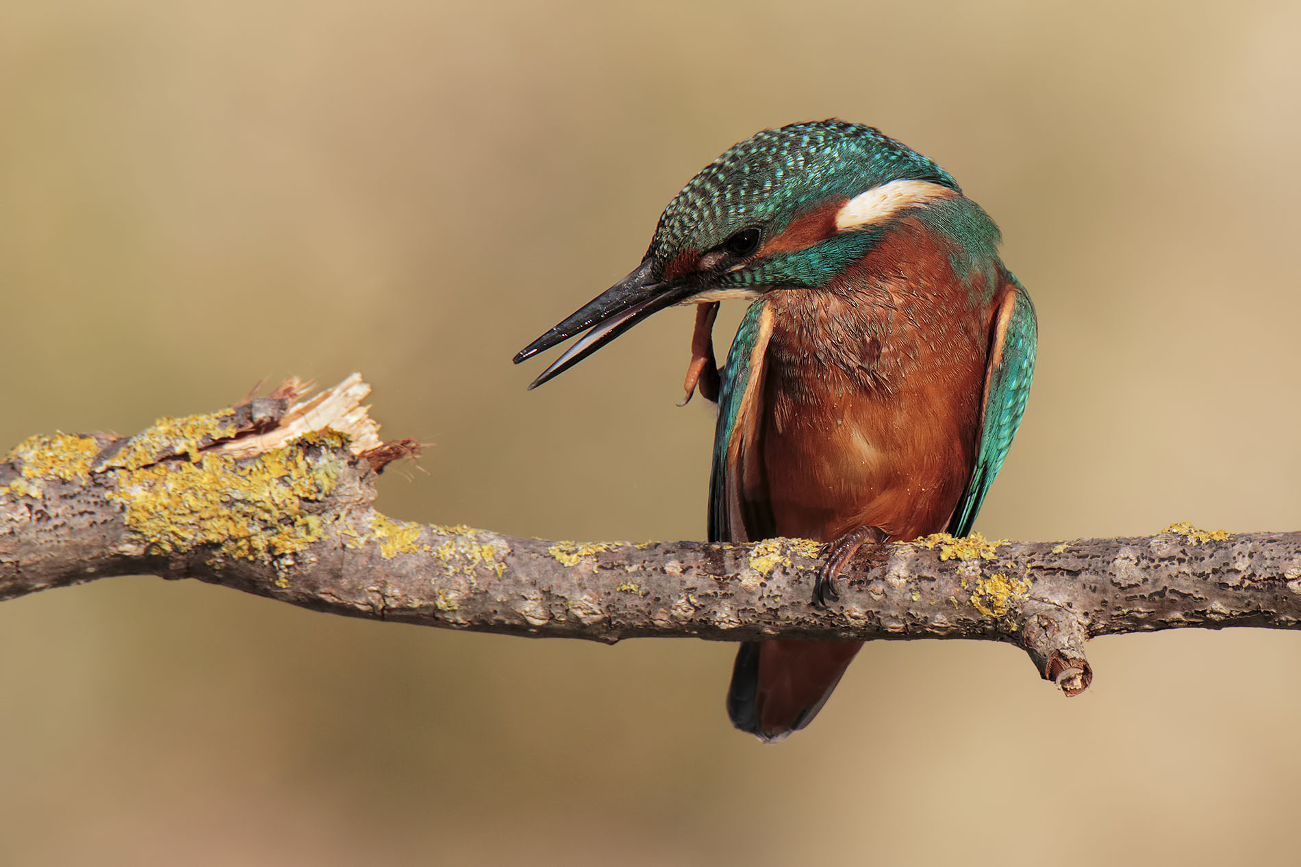 Maledette zampette corte