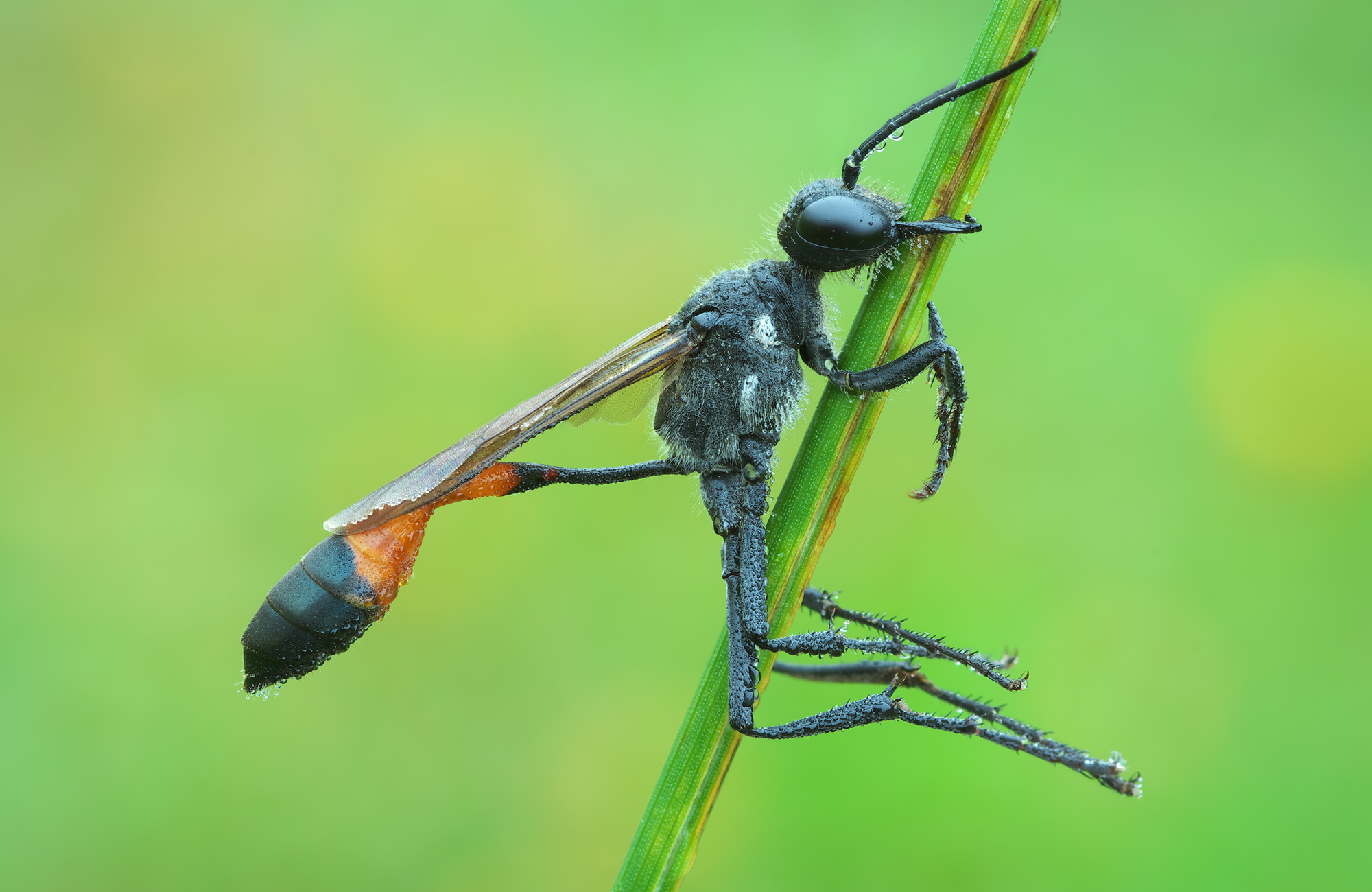 Ammophila sabulosa